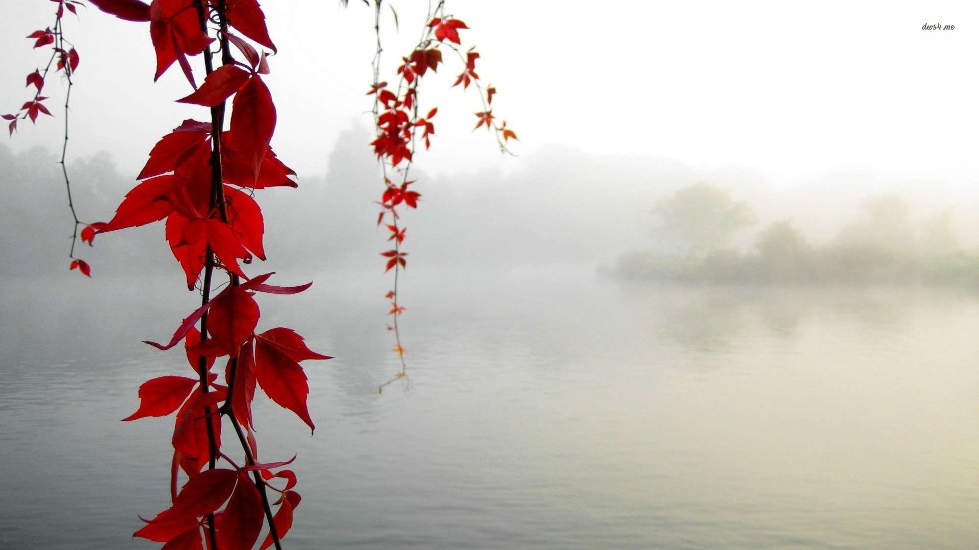 风景,秋意正浓,红叶,儿童桌面专用