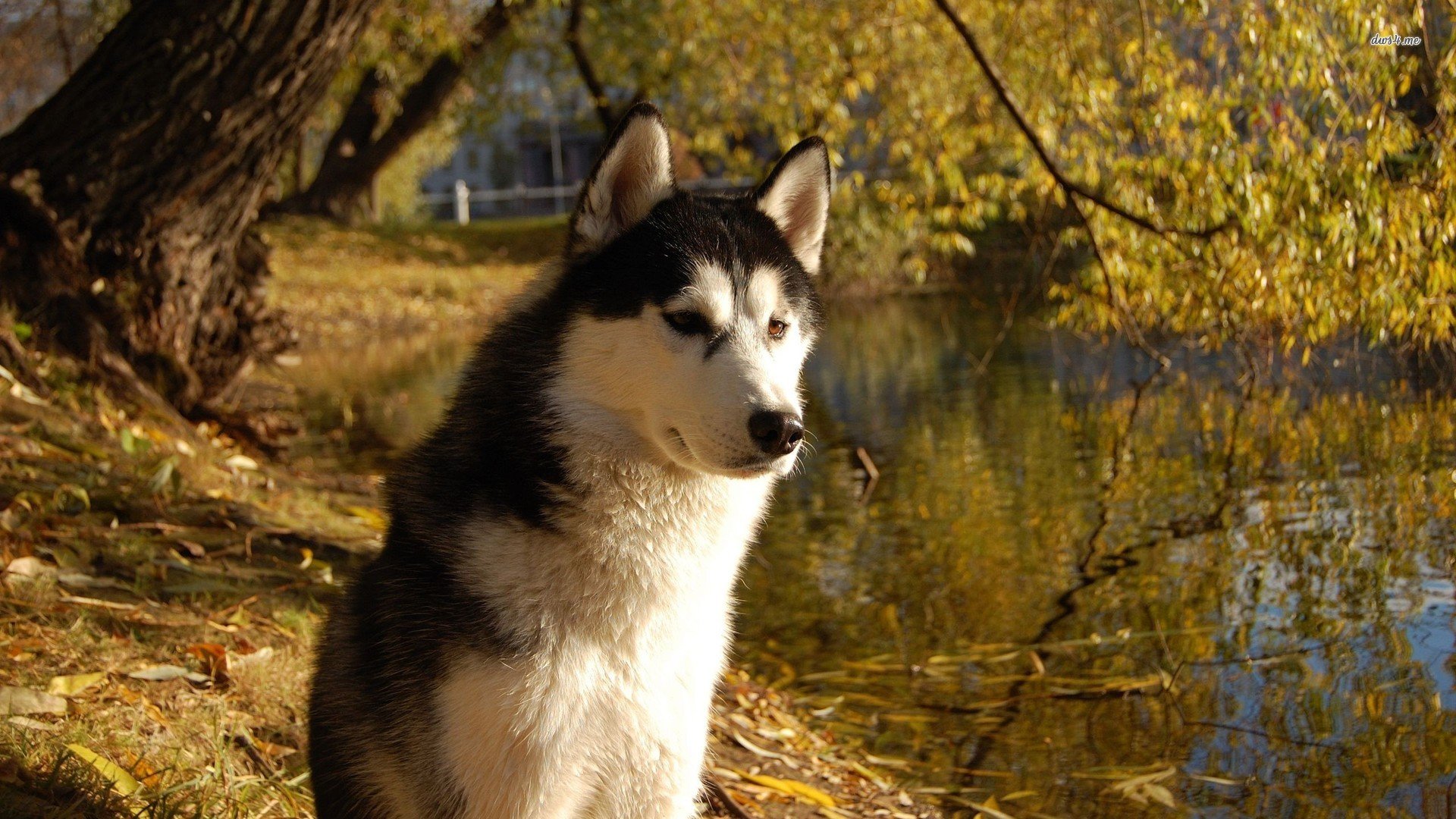 萌宠,汪星人,儿童桌面专用