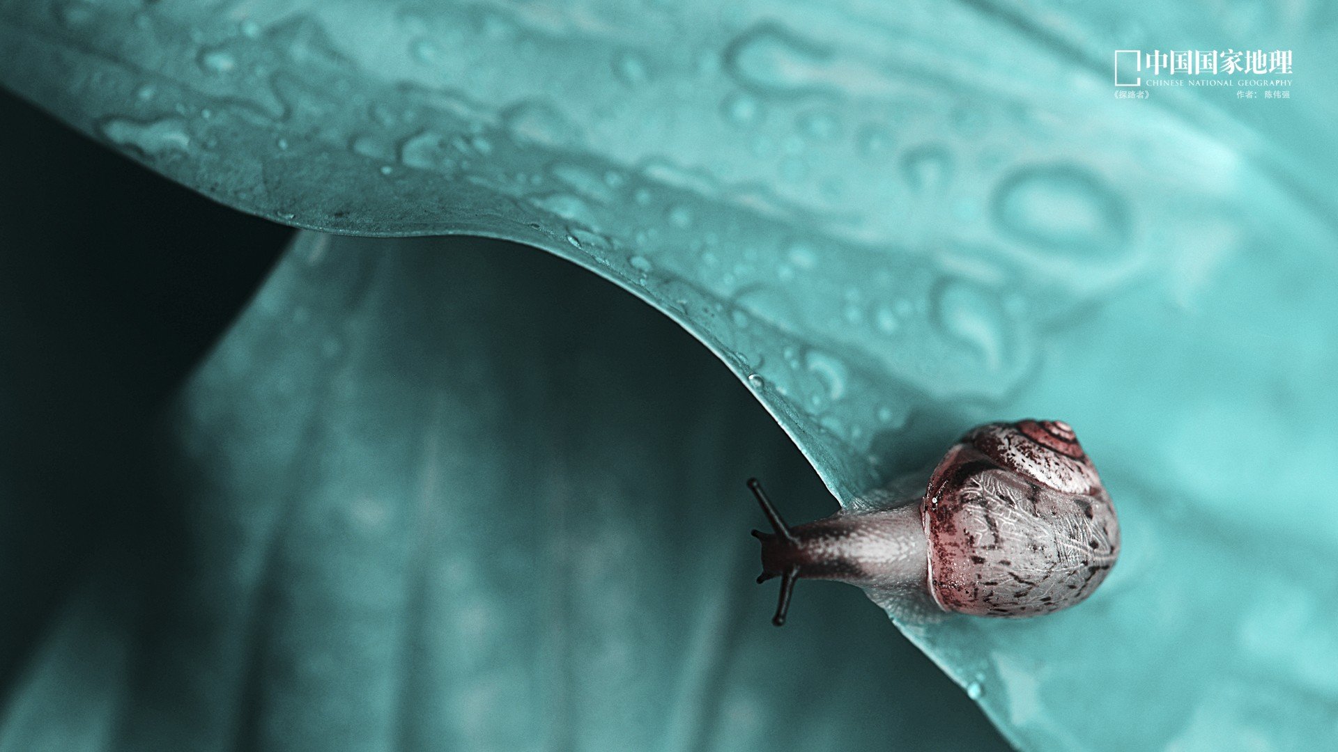 小清新,护眼壁纸,蜗牛,国家地理,儿童桌面专用