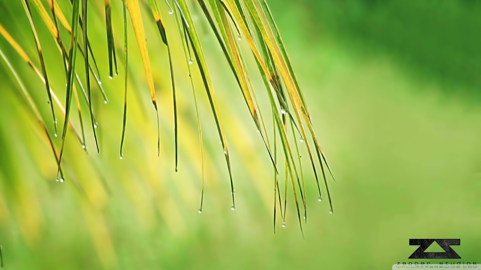 小清新,清新淡雅,儿童桌面专用