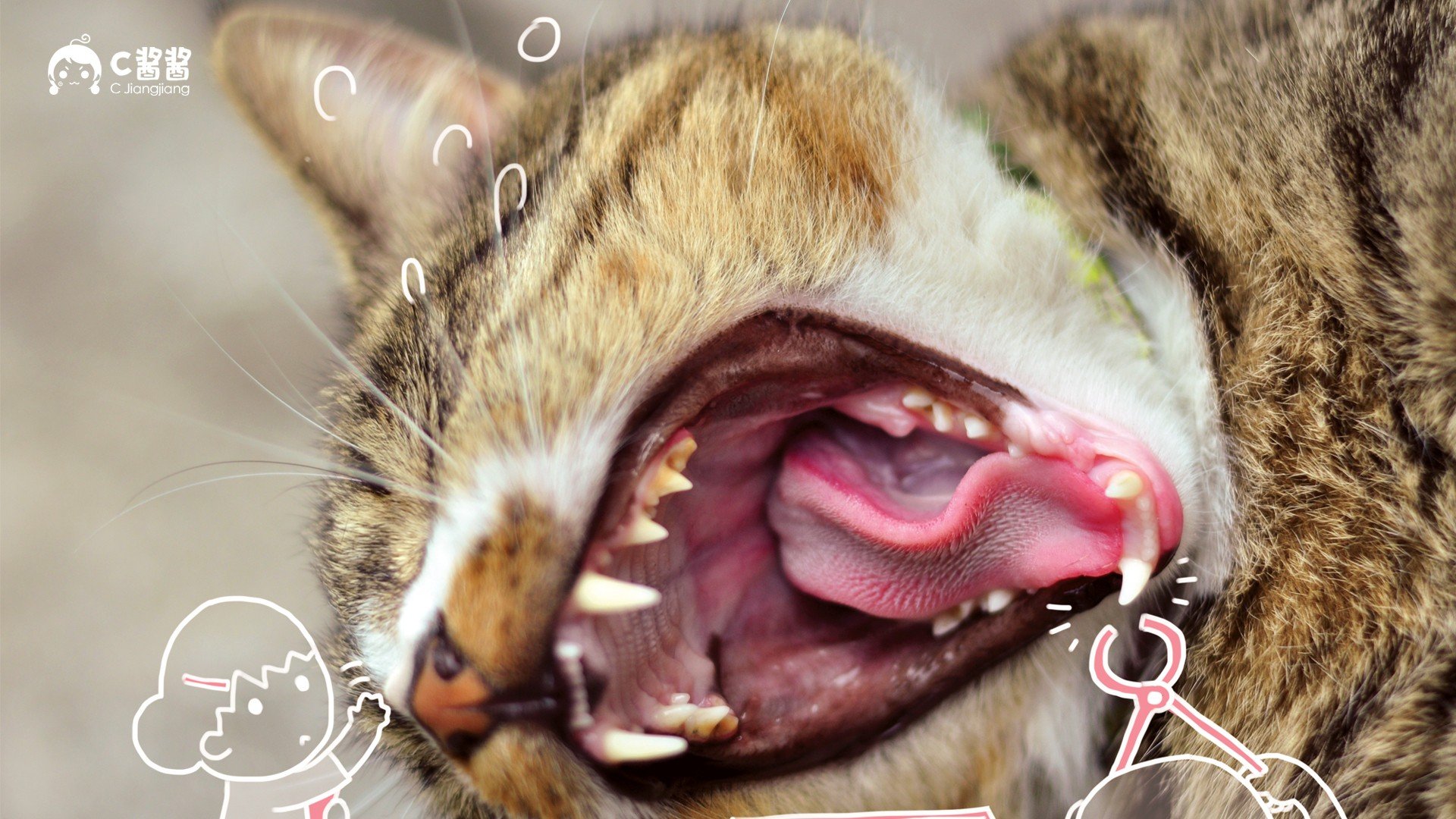 萌宠,喵星人,猫咪,C酱酱,儿童桌面专用