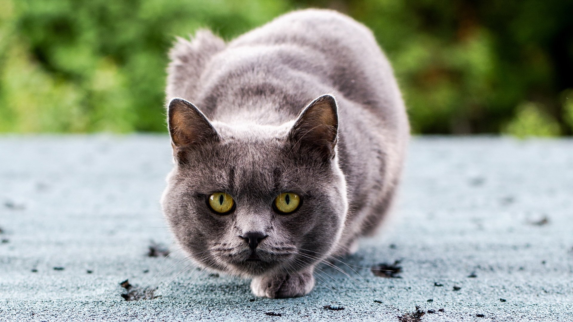 萌宠,喵星人,猫咪,儿童桌面专用