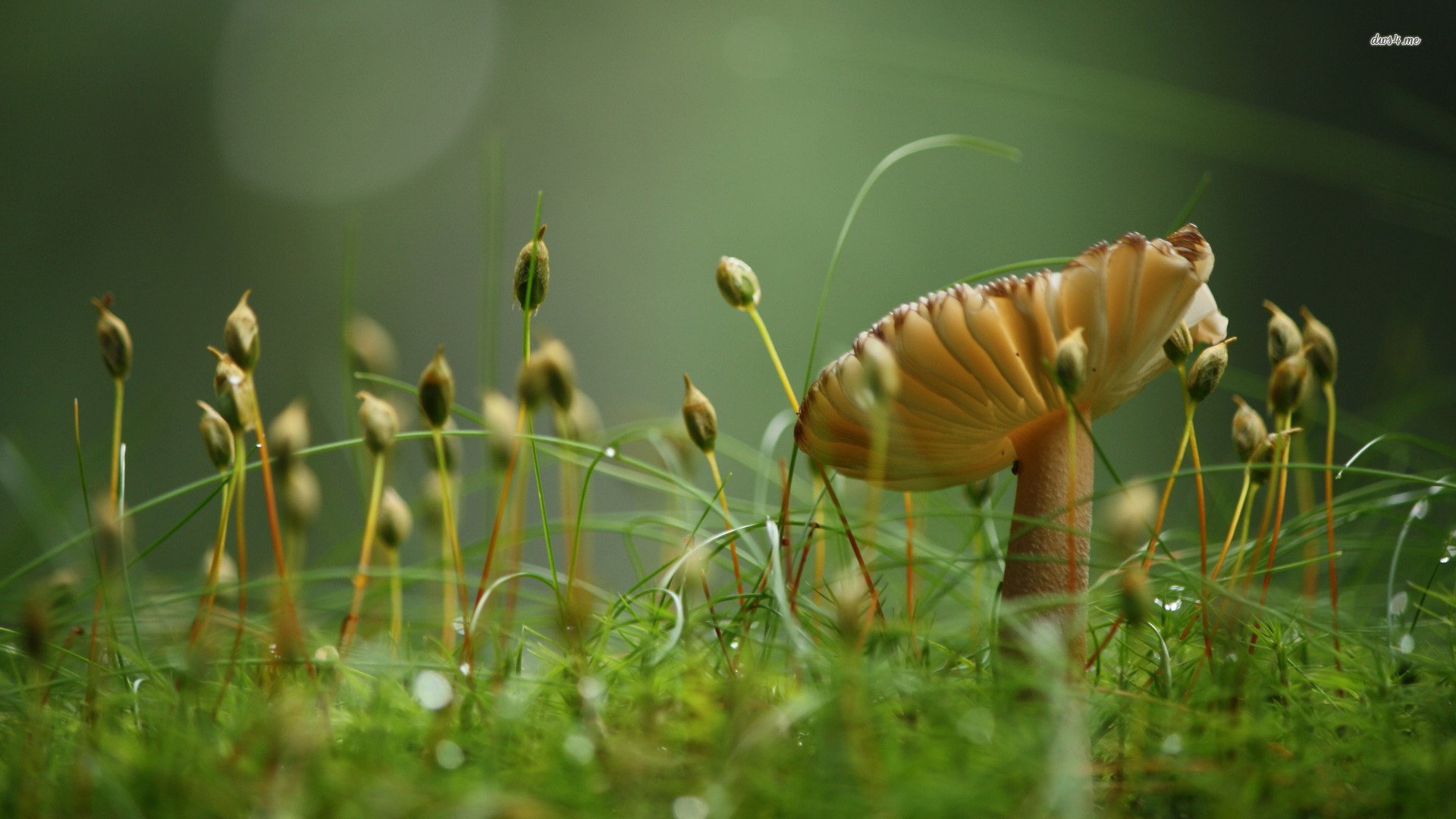 小清新,清新淡雅,儿童桌面专用