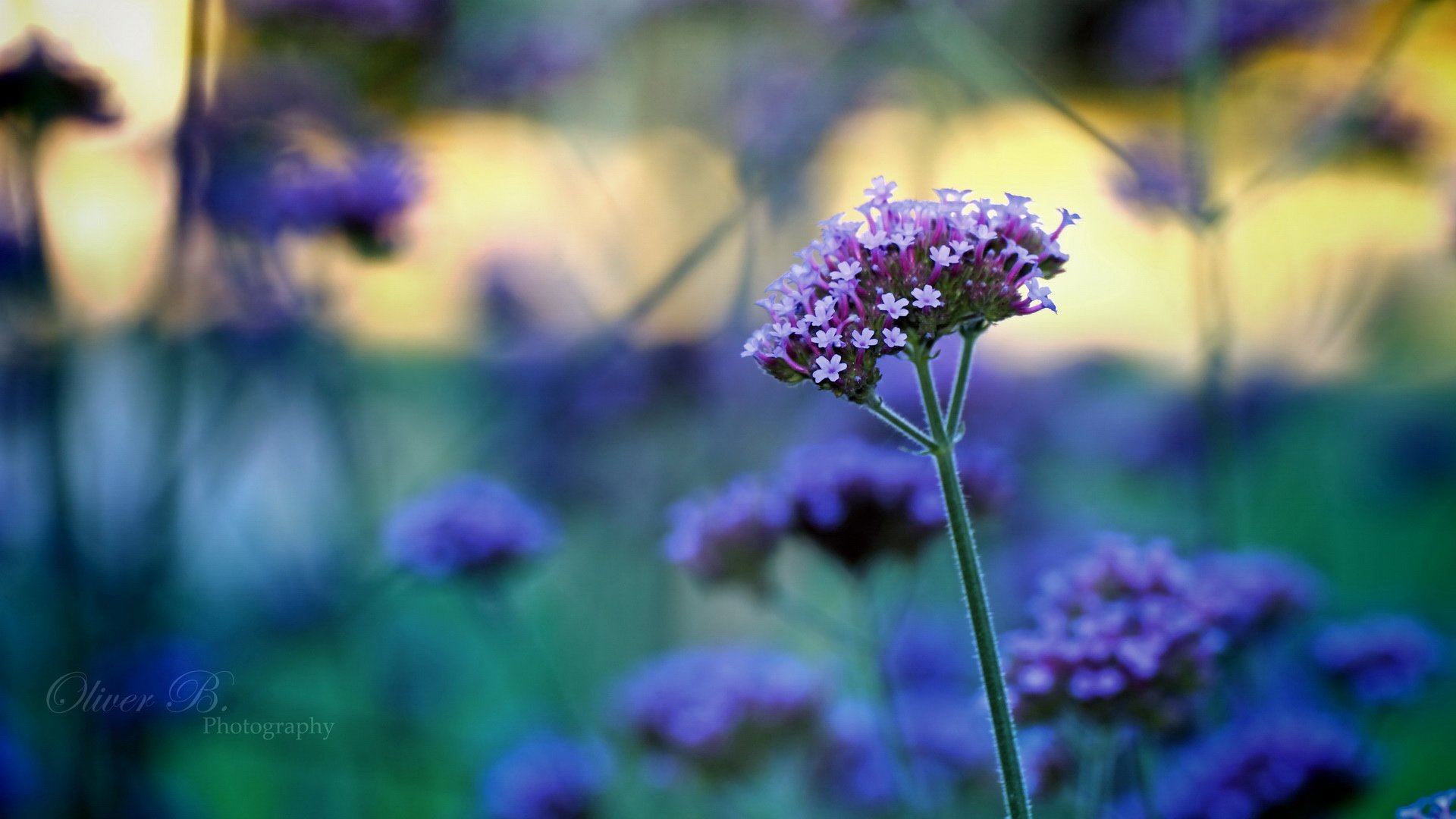 小清新,清新淡雅,儿童桌面专用