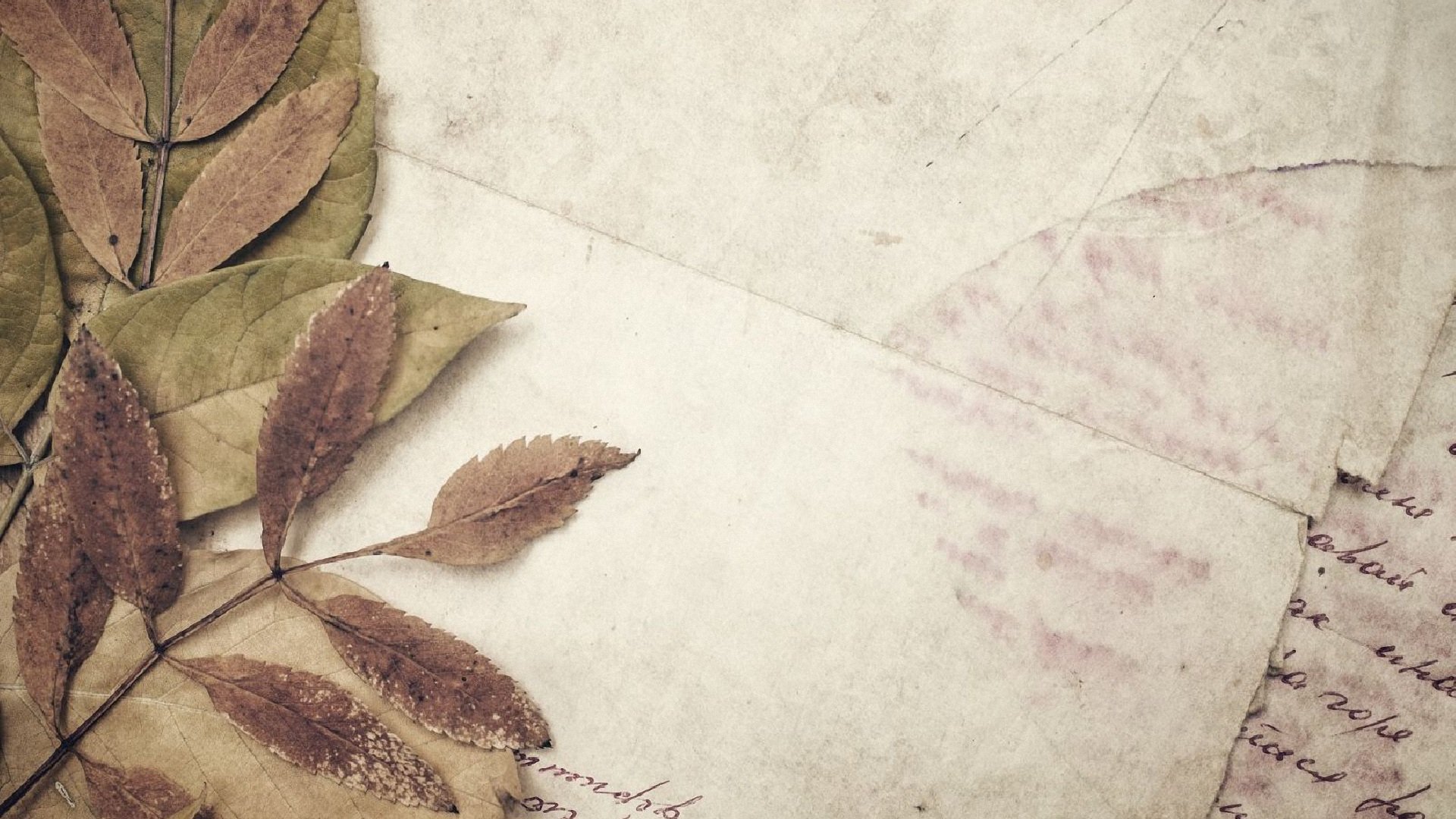 小清新,树叶,儿童桌面专用