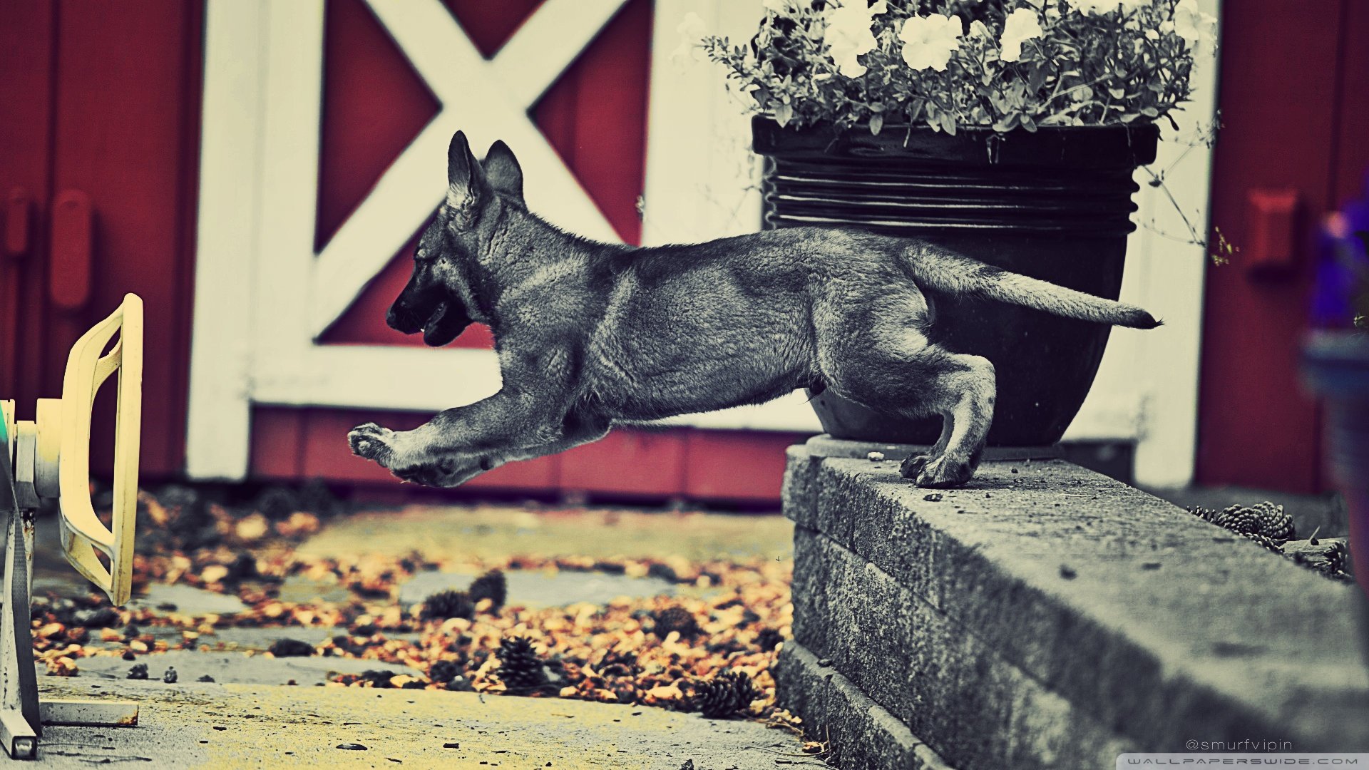 萌宠,汪星人,狗狗,儿童桌面专用