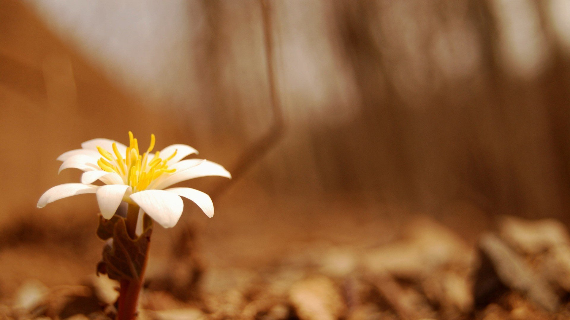 小清新,清新淡雅,花,儿童桌面专用