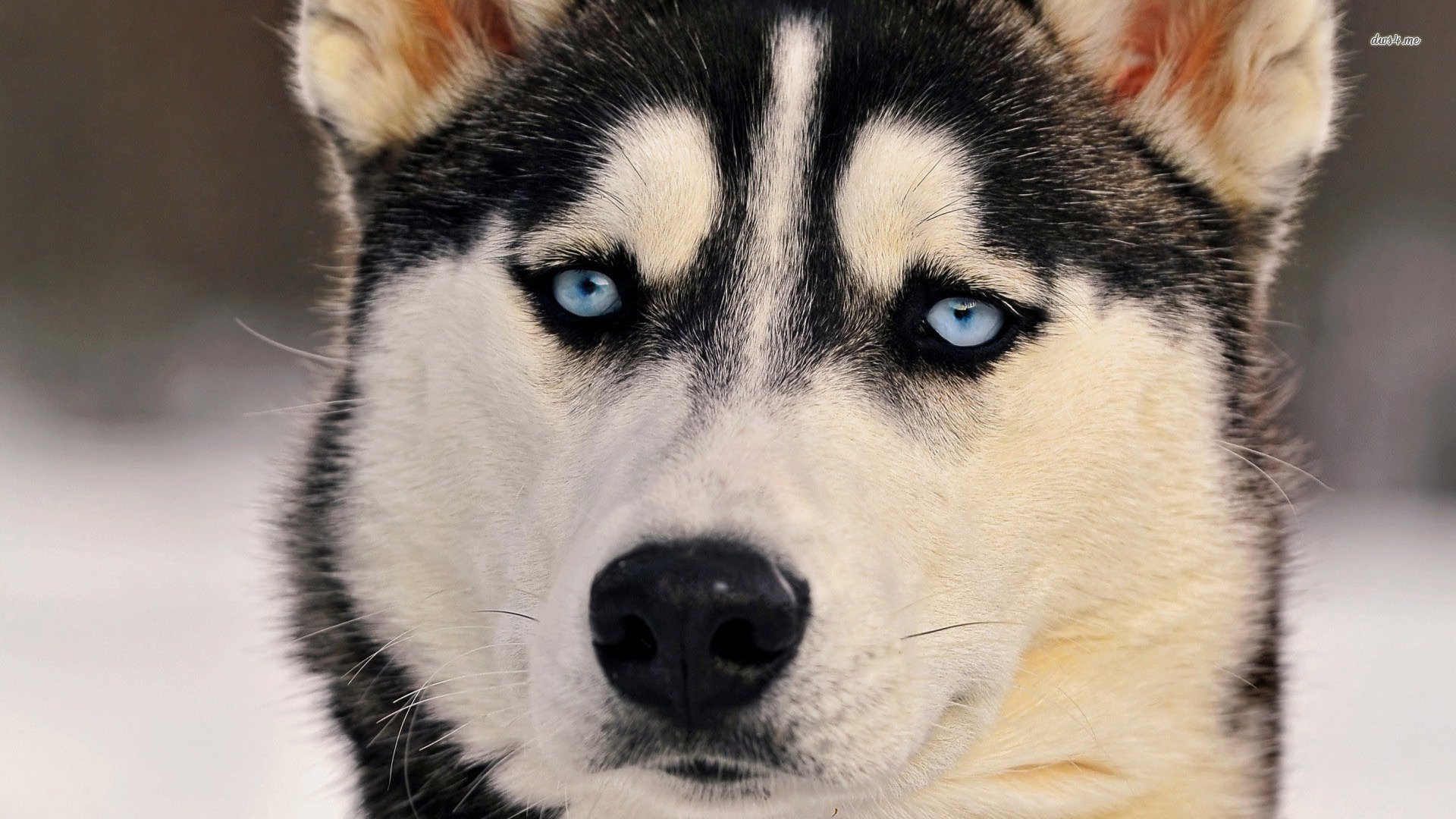 萌宠,阿拉斯加,狗狗,汪星人,卖萌,儿童桌面专用