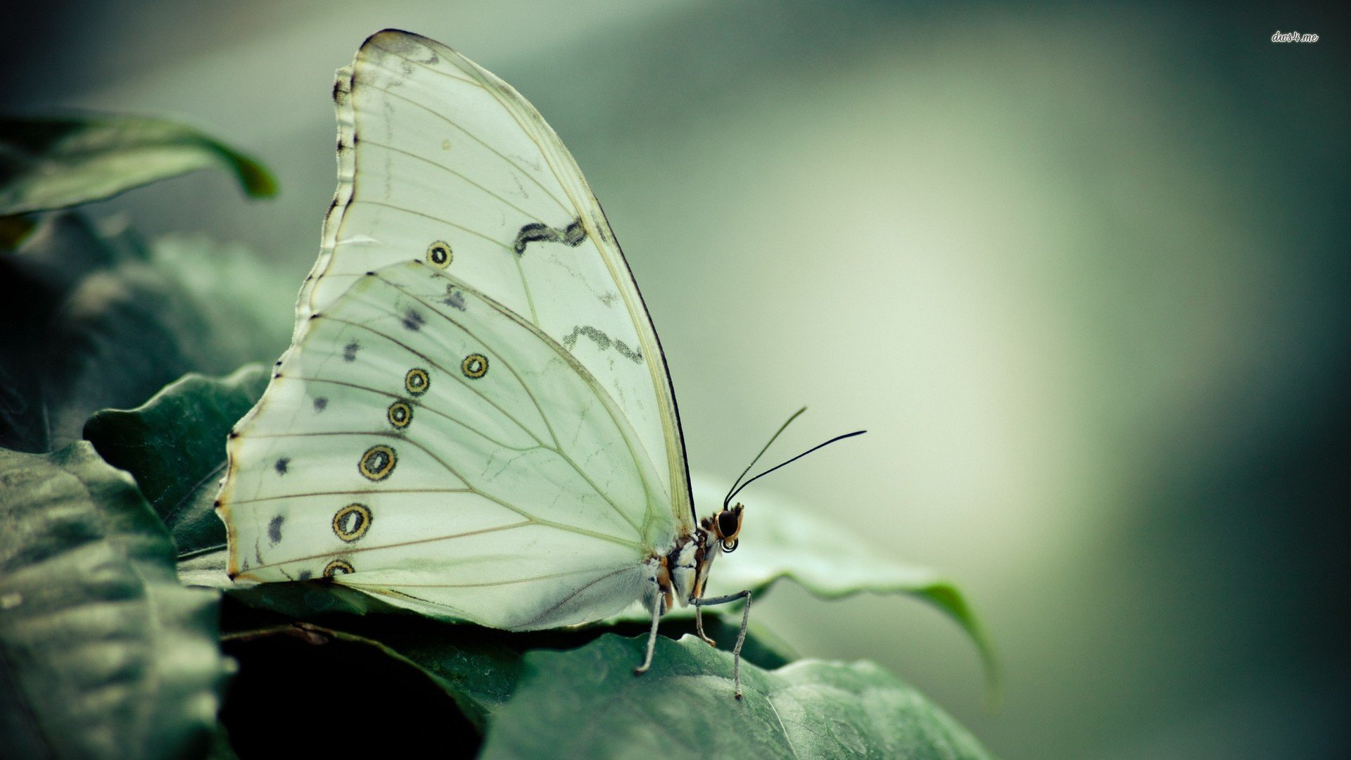 萌宠,蝴蝶,儿童桌面专用