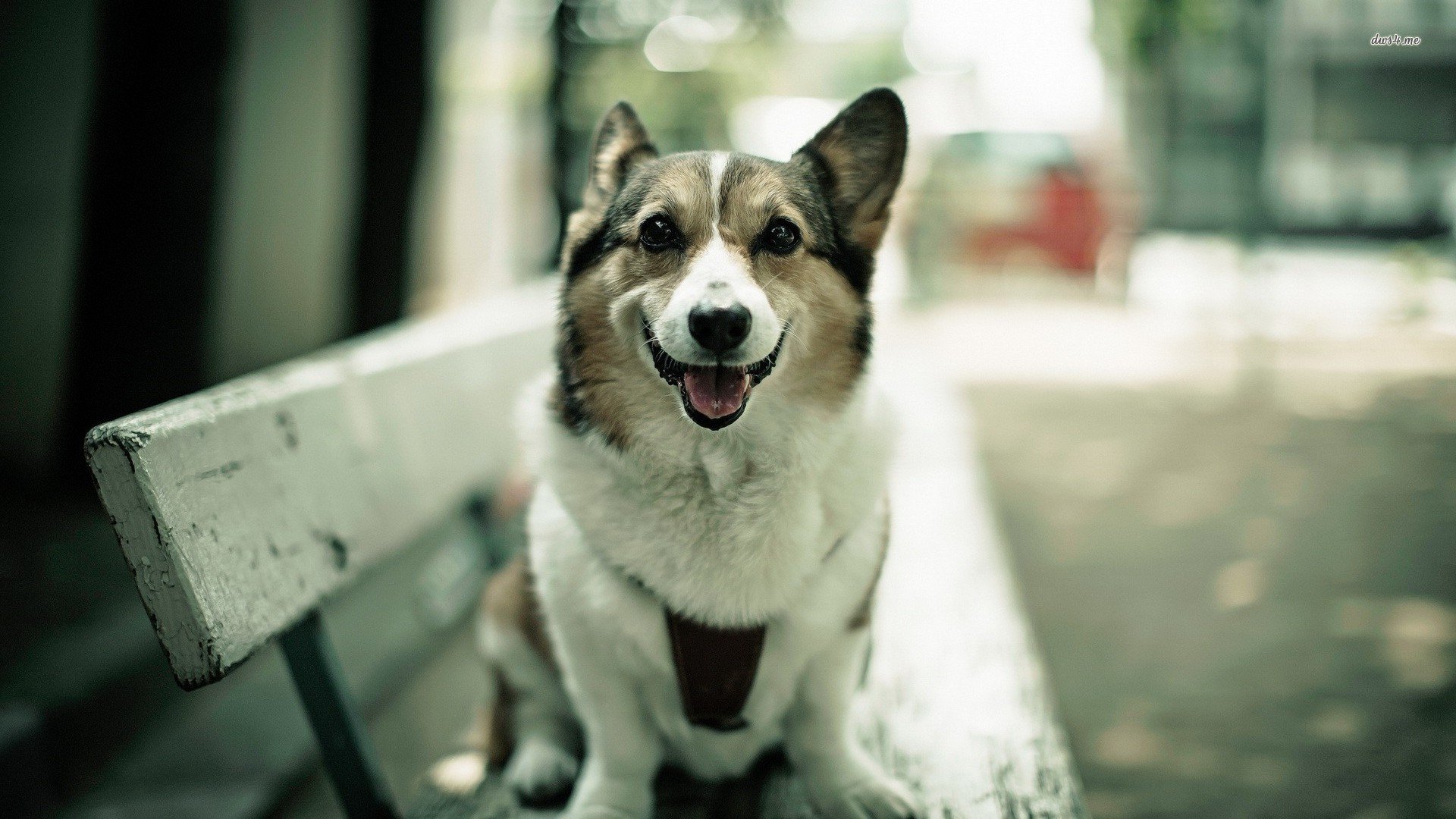 萌宠,狗狗,汪星人,柯基,儿童桌面专用