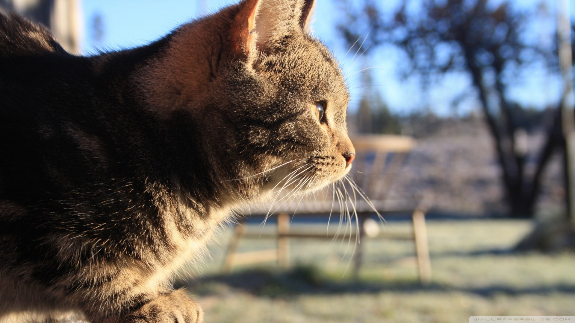 萌宠,喵星人,猫咪,儿童桌面专用