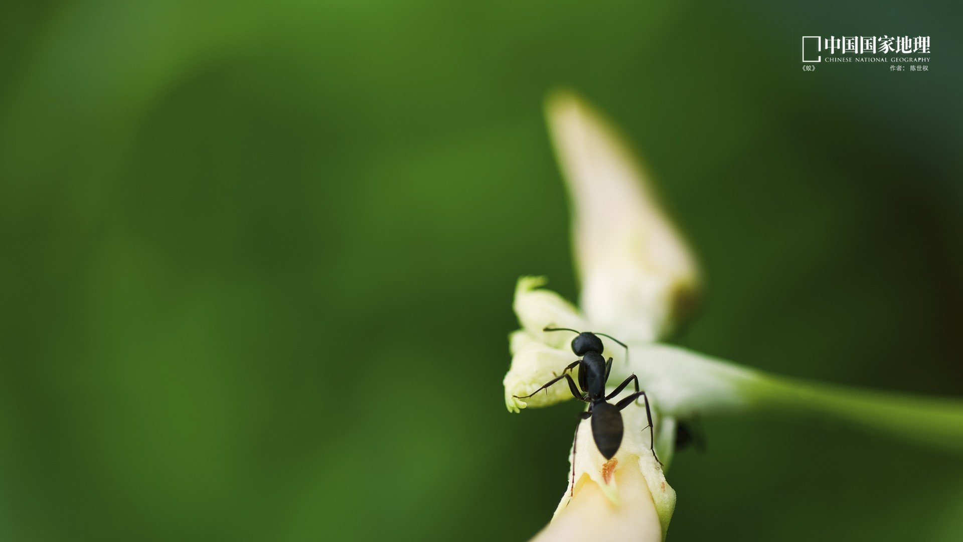 小清新,护眼壁纸,蚂蚁,国家地理,儿童桌面专用