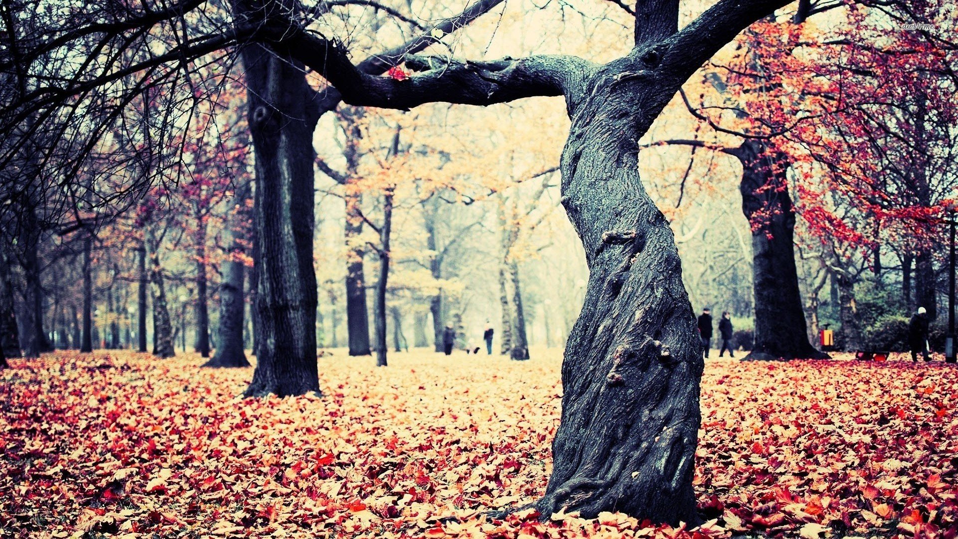 风景,秋意正浓,儿童桌面专用