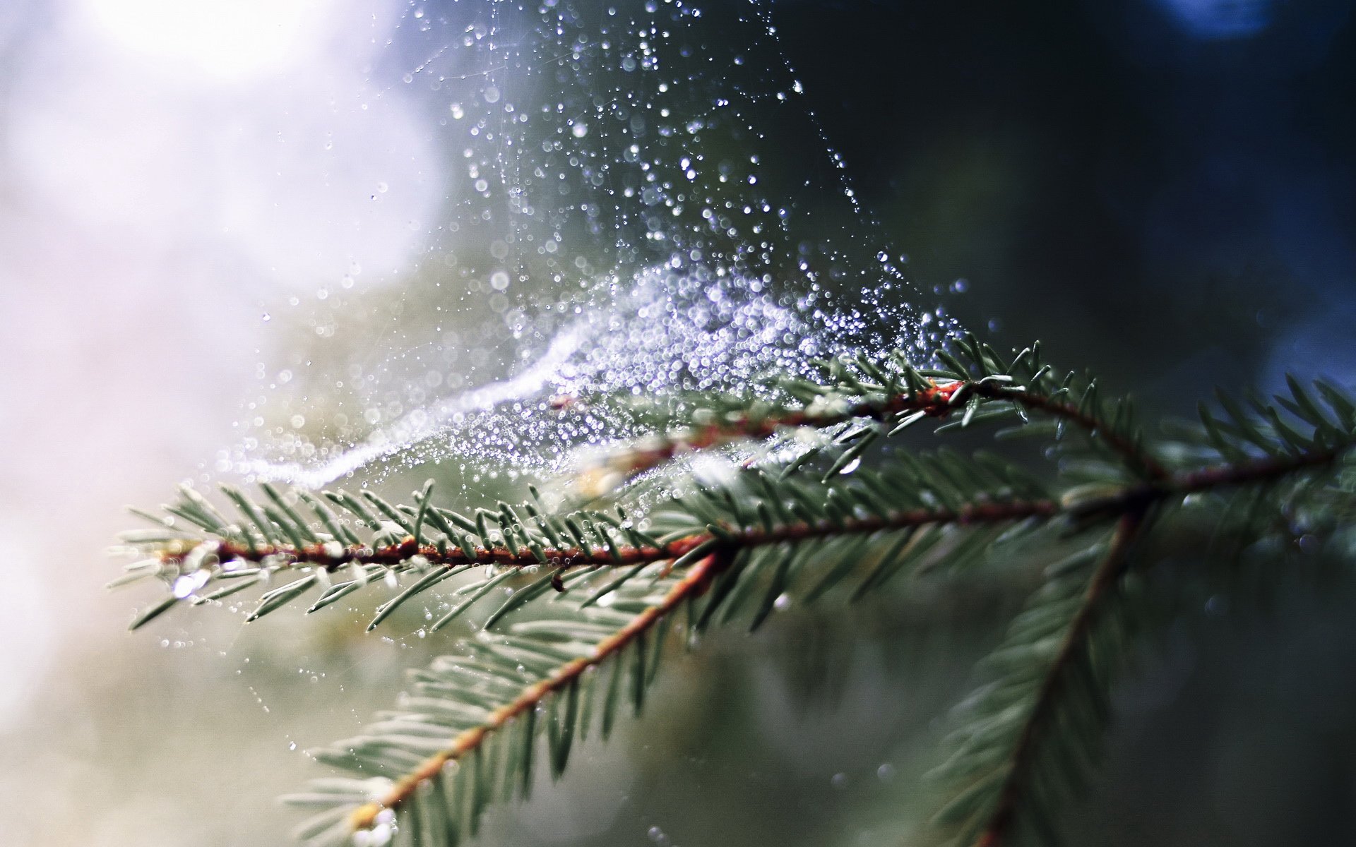 小清新,静物写真,儿童桌面专用