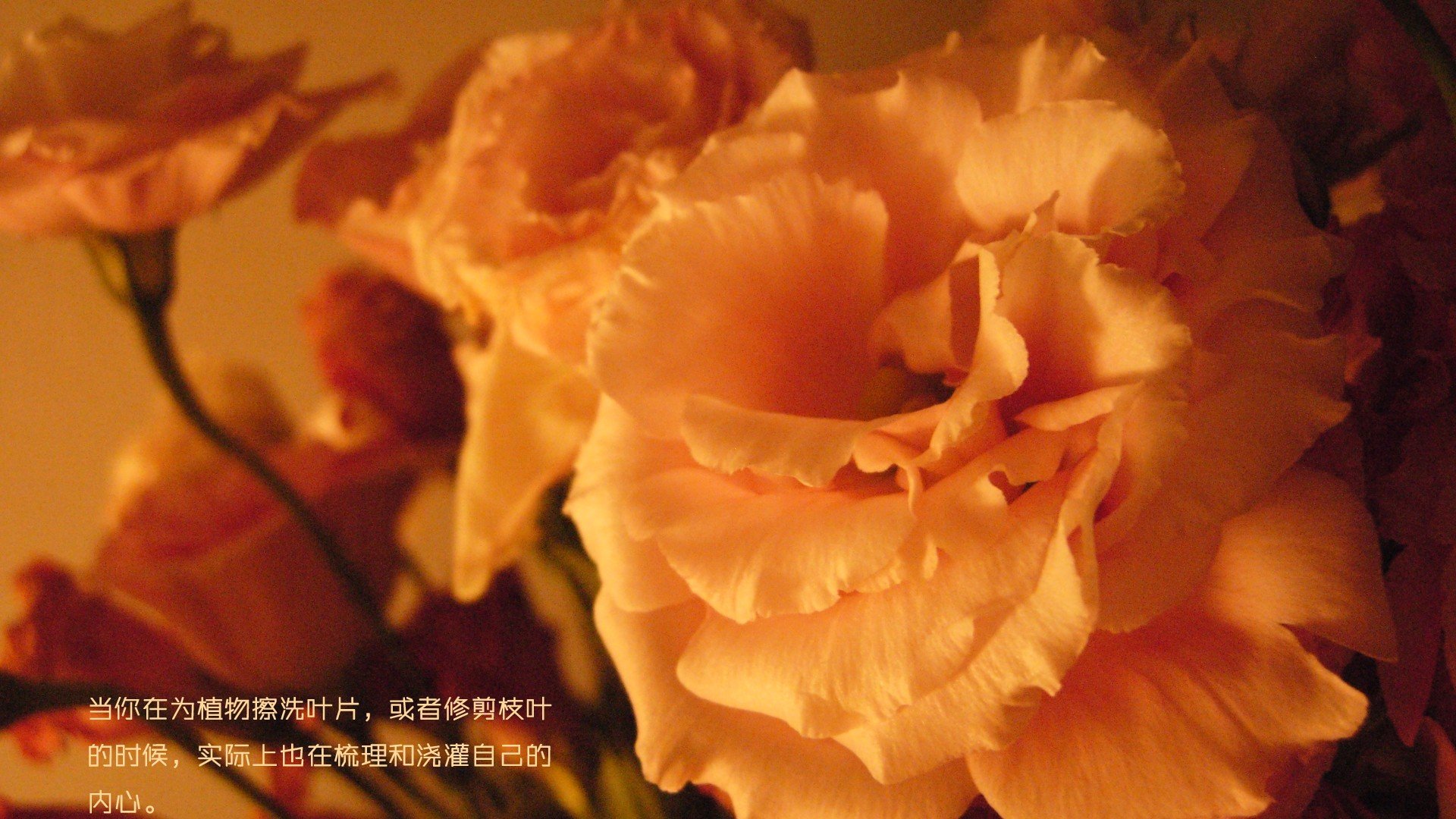 小清新,清新淡雅,儿童桌面专用