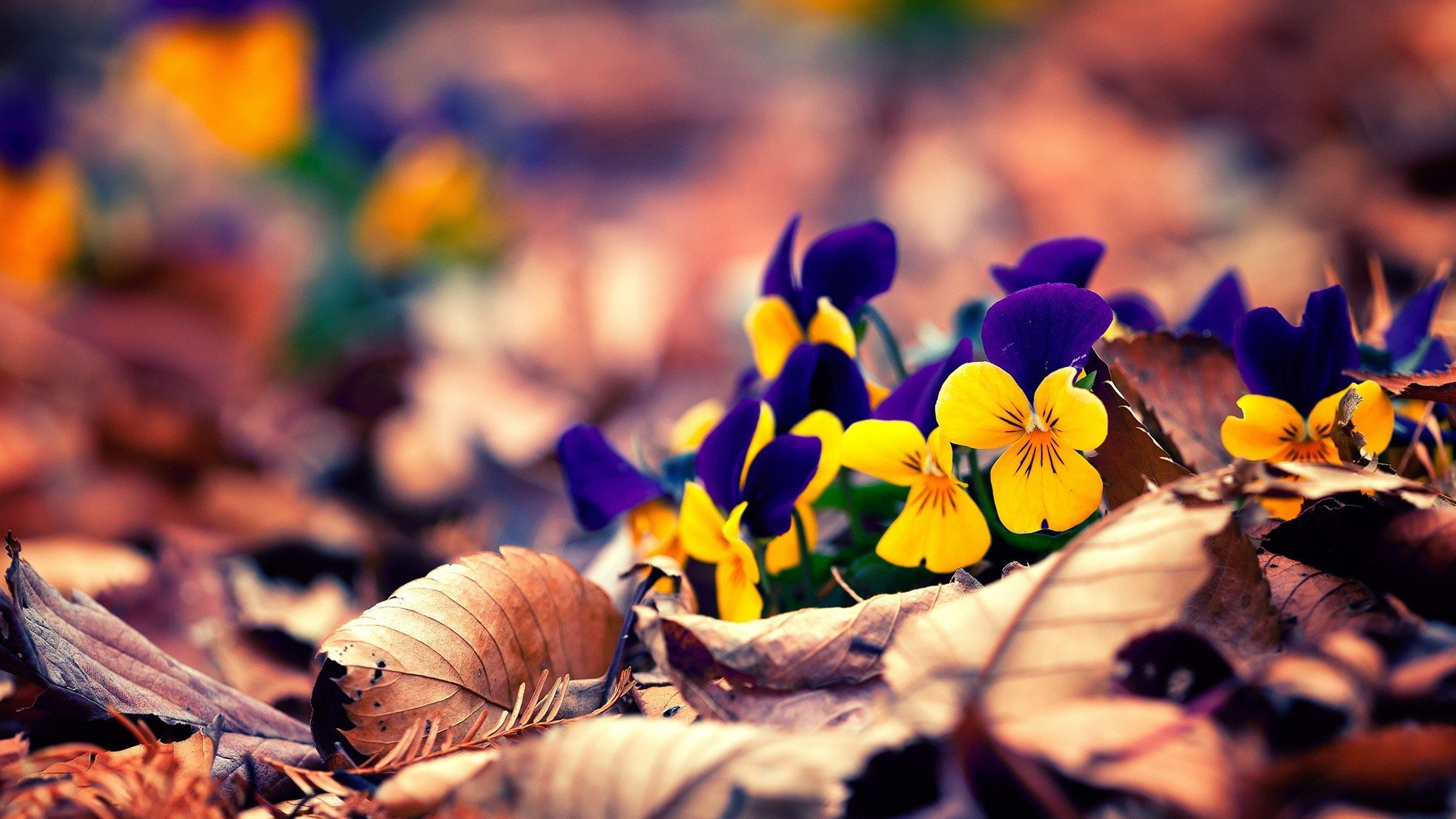 小清新,娇艳欲滴,花,儿童桌面专用