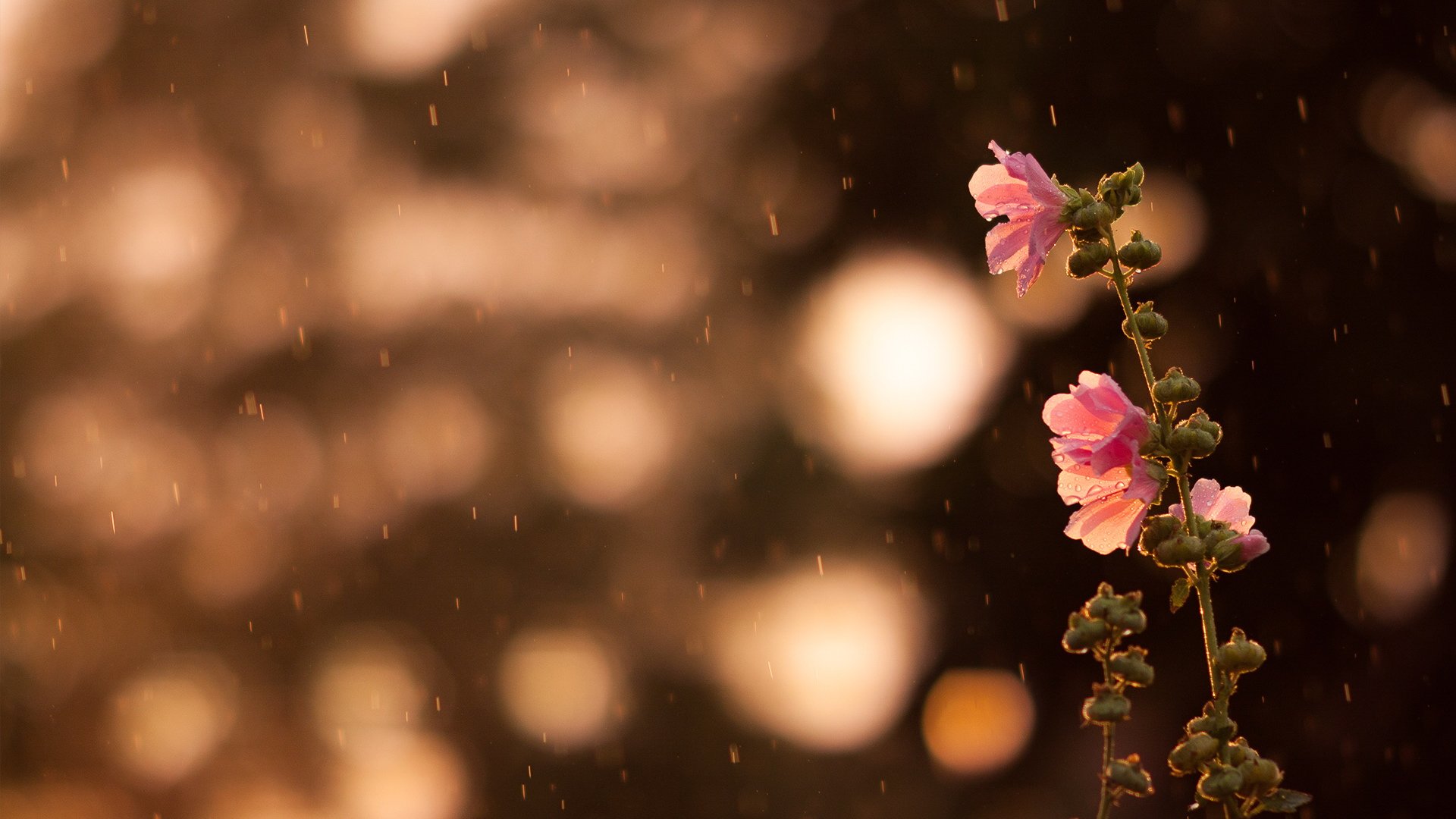 小清新,静物写真,儿童桌面专用