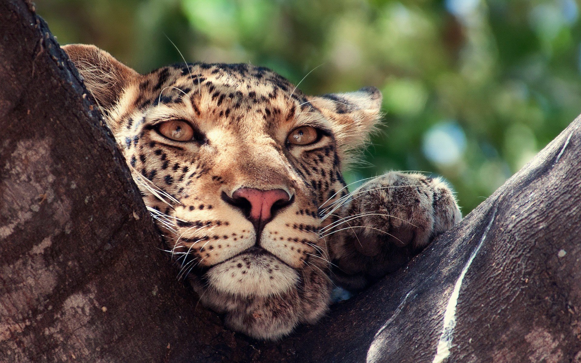 萌宠,老虎,儿童桌面专用