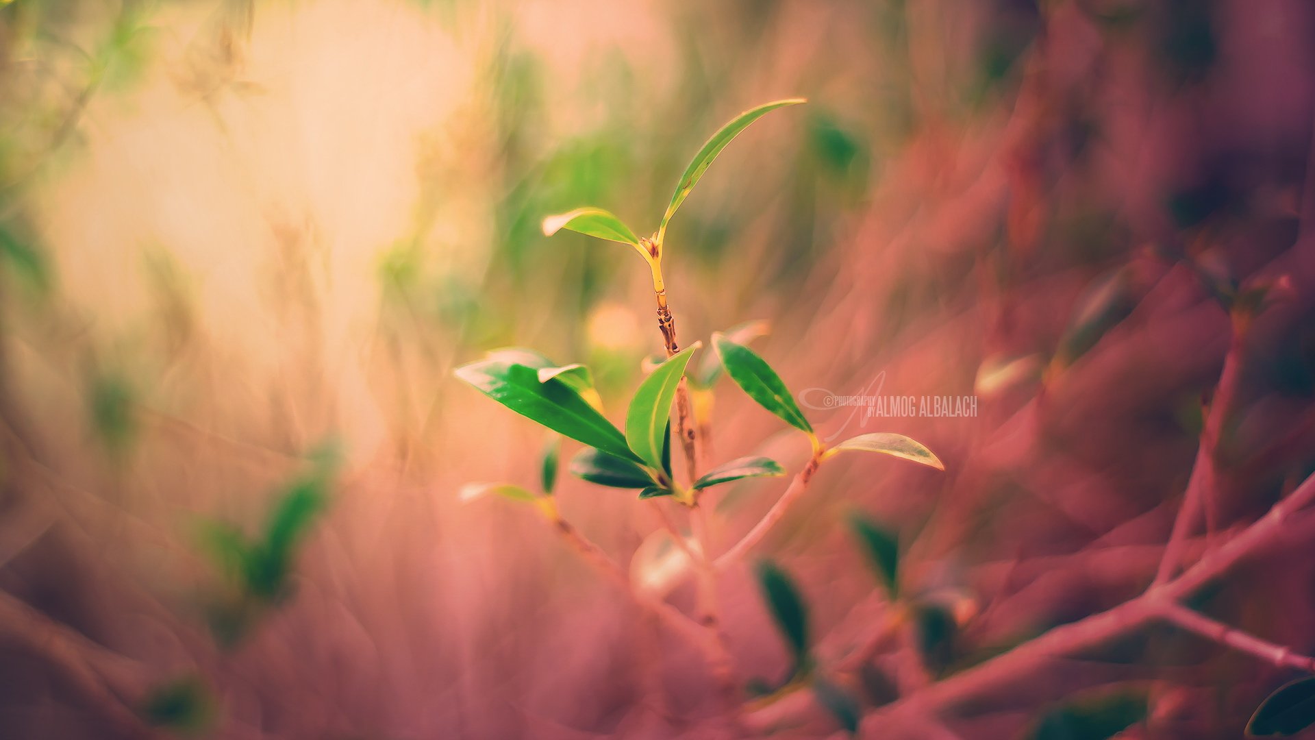 小清新,清新淡雅,儿童桌面专用