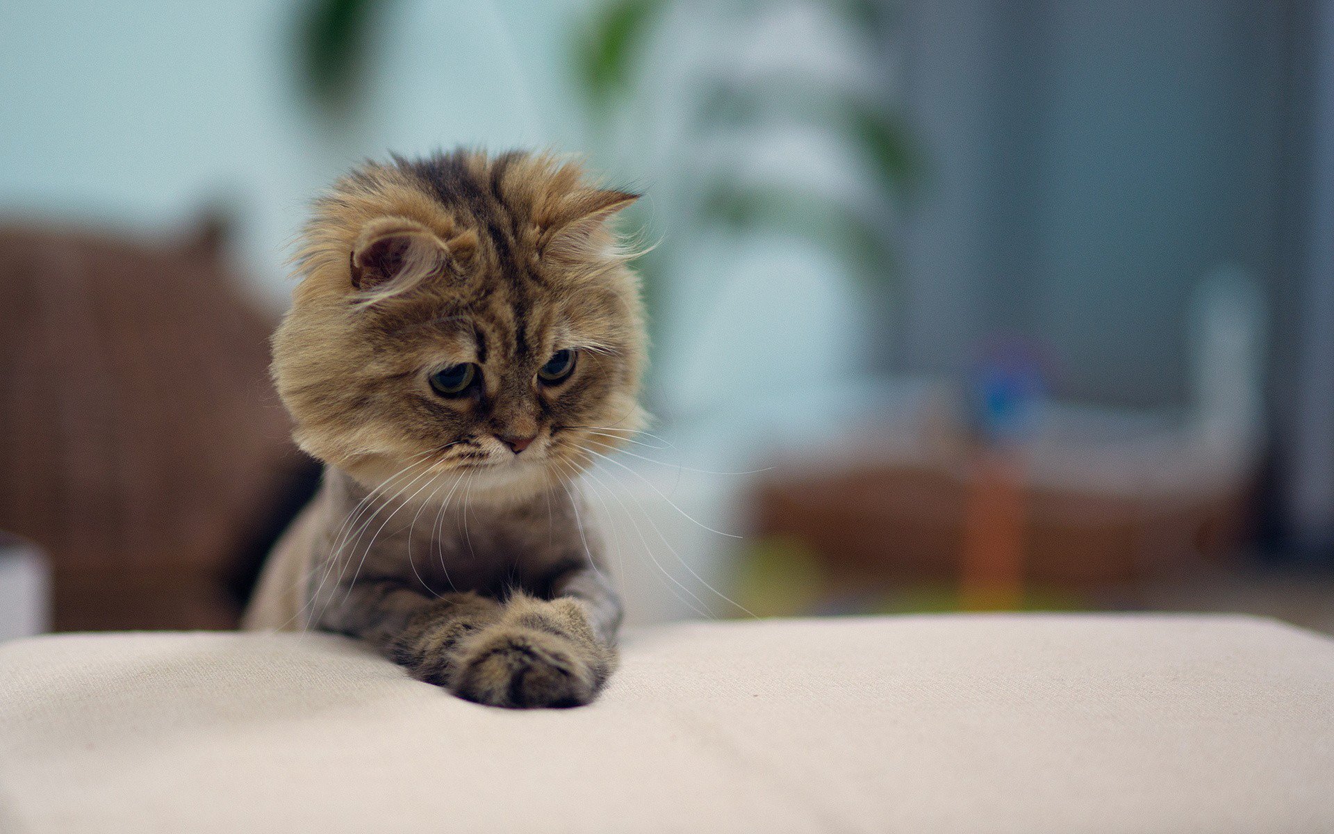 萌宠,喵星人,猫,儿童桌面专用