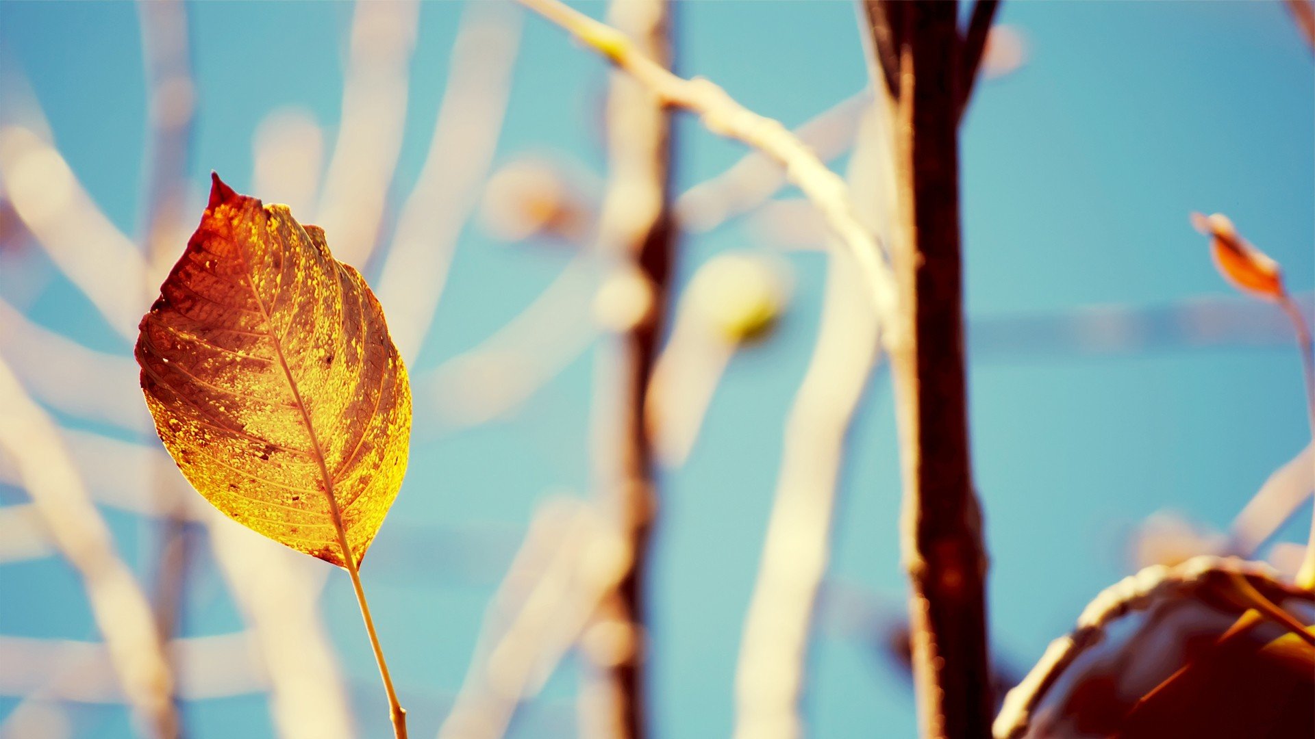 小清新,清新淡雅,落叶,儿童桌面专用