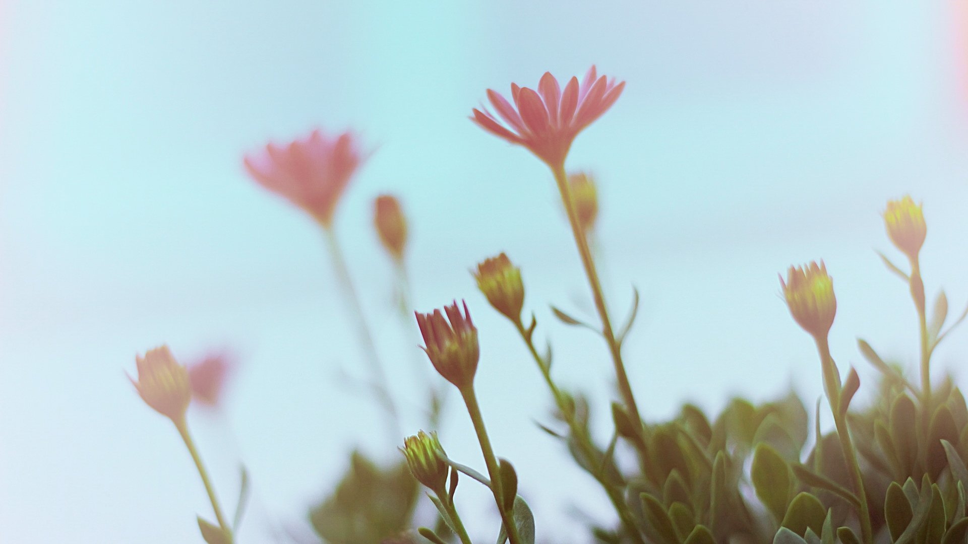 小清新,清新淡雅,儿童桌面专用