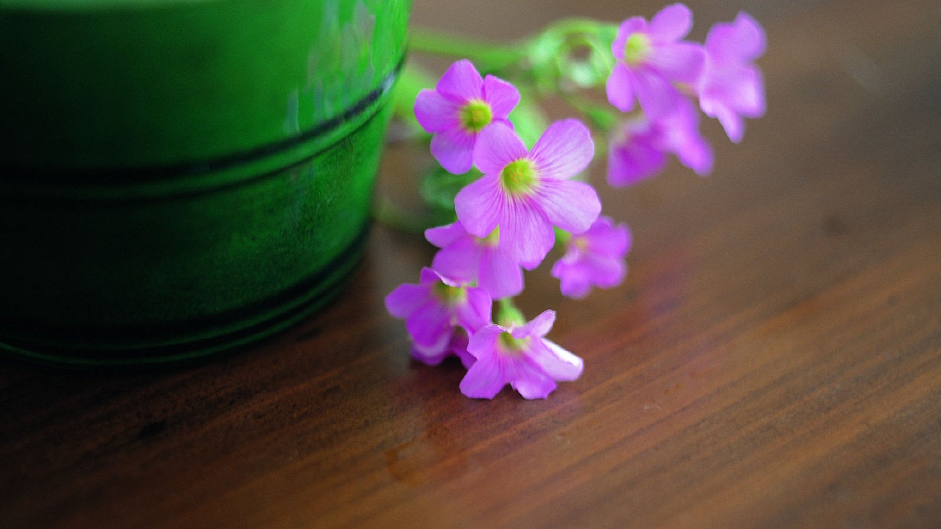 小清新,清新淡雅,儿童桌面专用