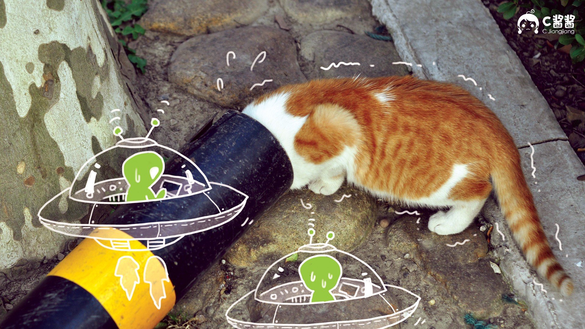 萌宠,喵星人,猫咪,C酱酱,儿童桌面专用