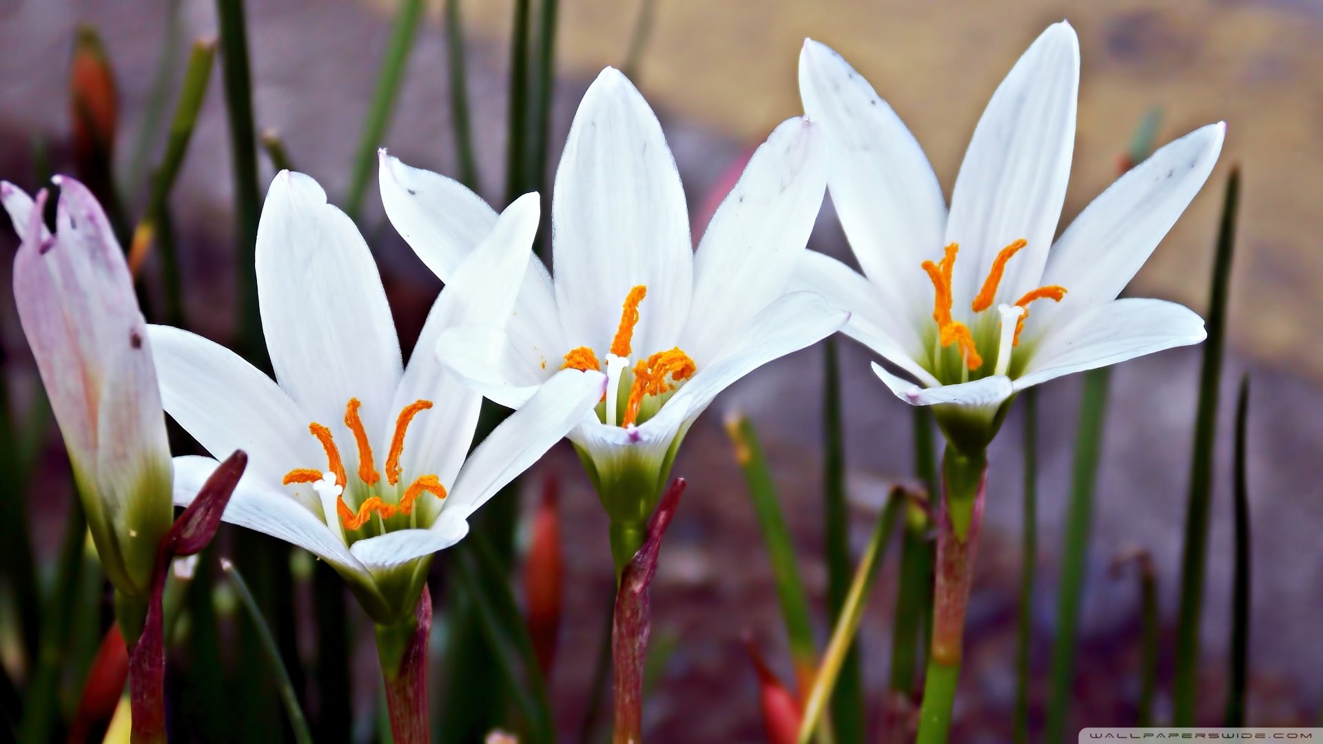 小清新,清新淡雅,花,儿童桌面专用