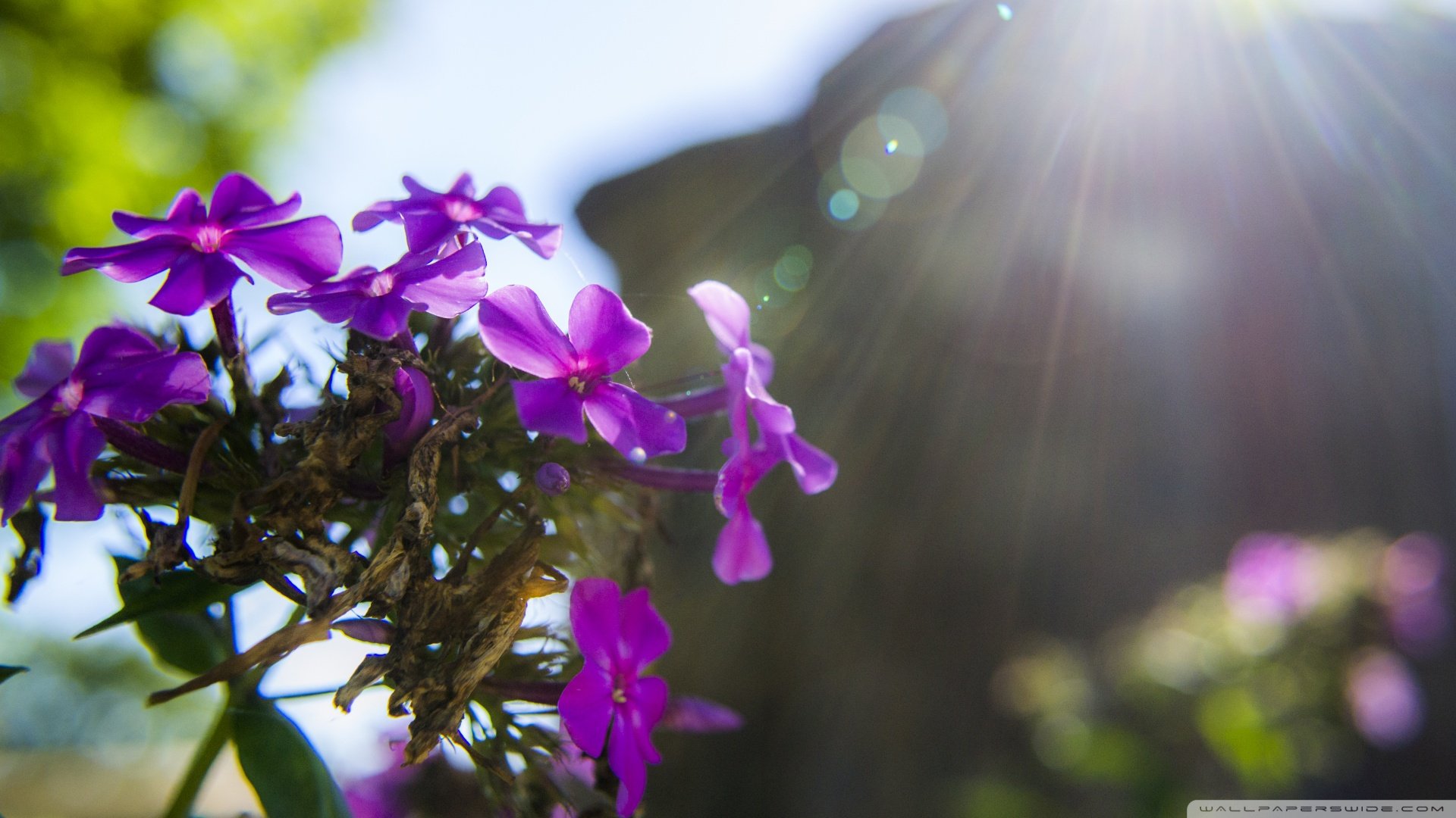 小清新,清新淡雅,花,儿童桌面专用