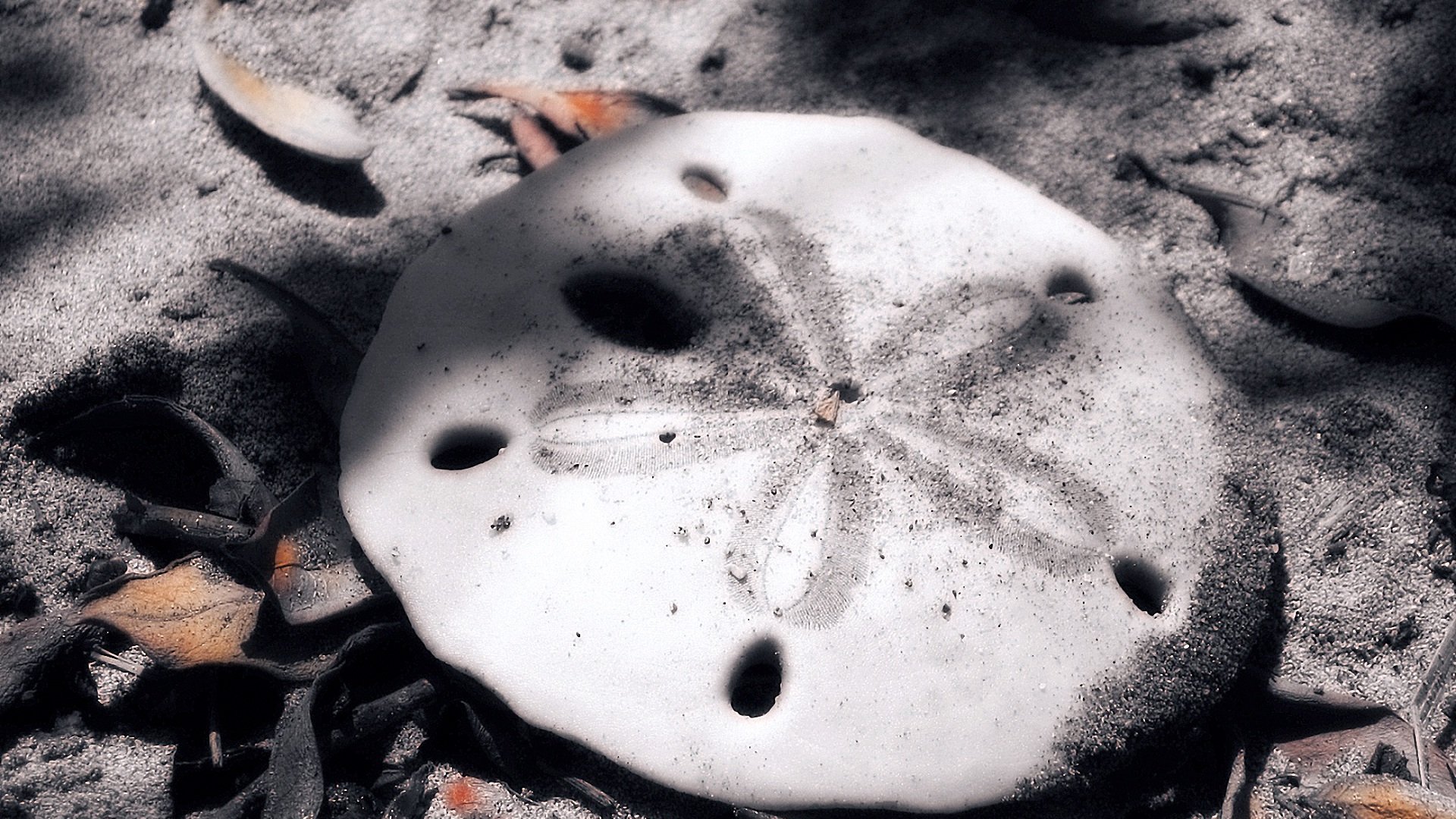 小清新,静物写真,儿童桌面专用