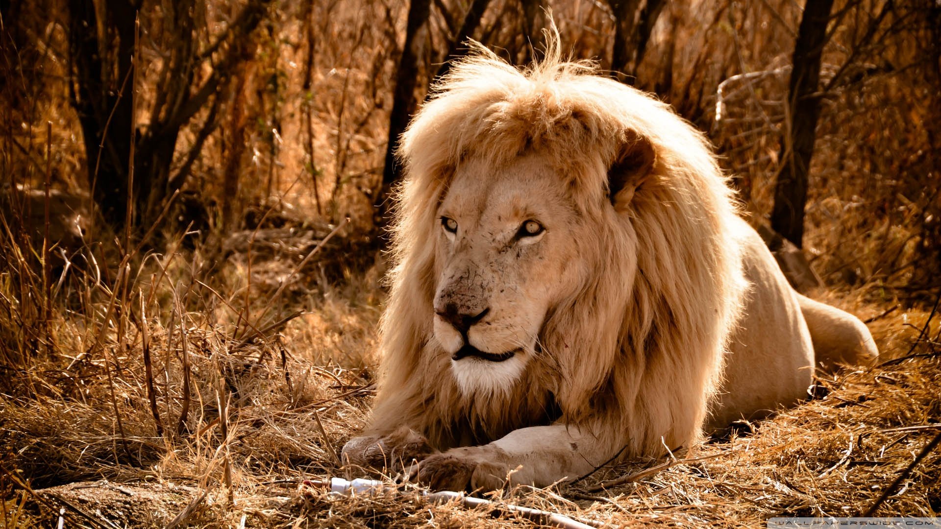 萌宠,狮子,雄狮,儿童桌面专用