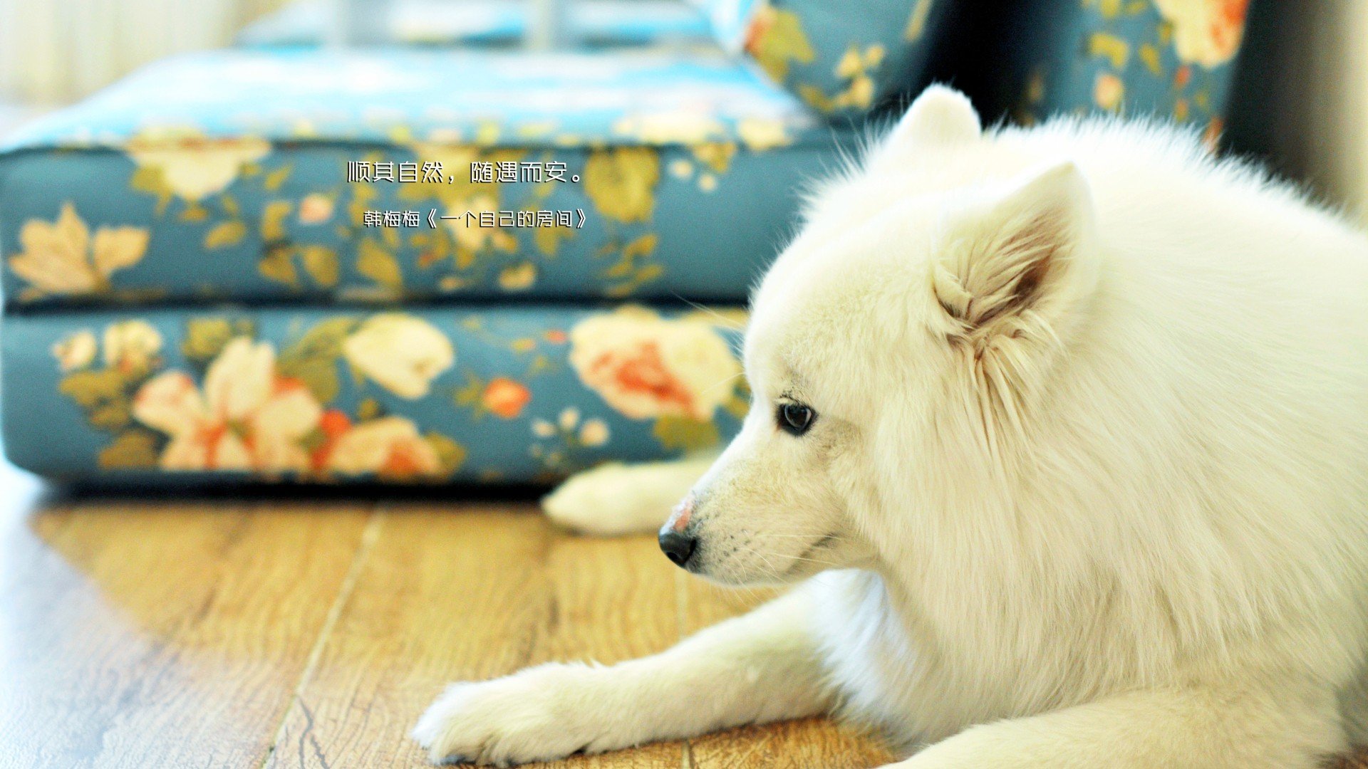 萌宠,汪星人,狗狗,儿童桌面专用