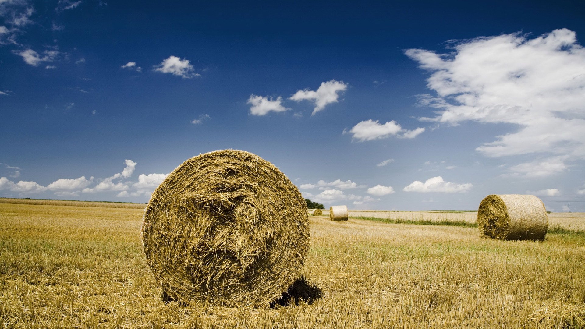 风景,秋意正浓,儿童桌面专用