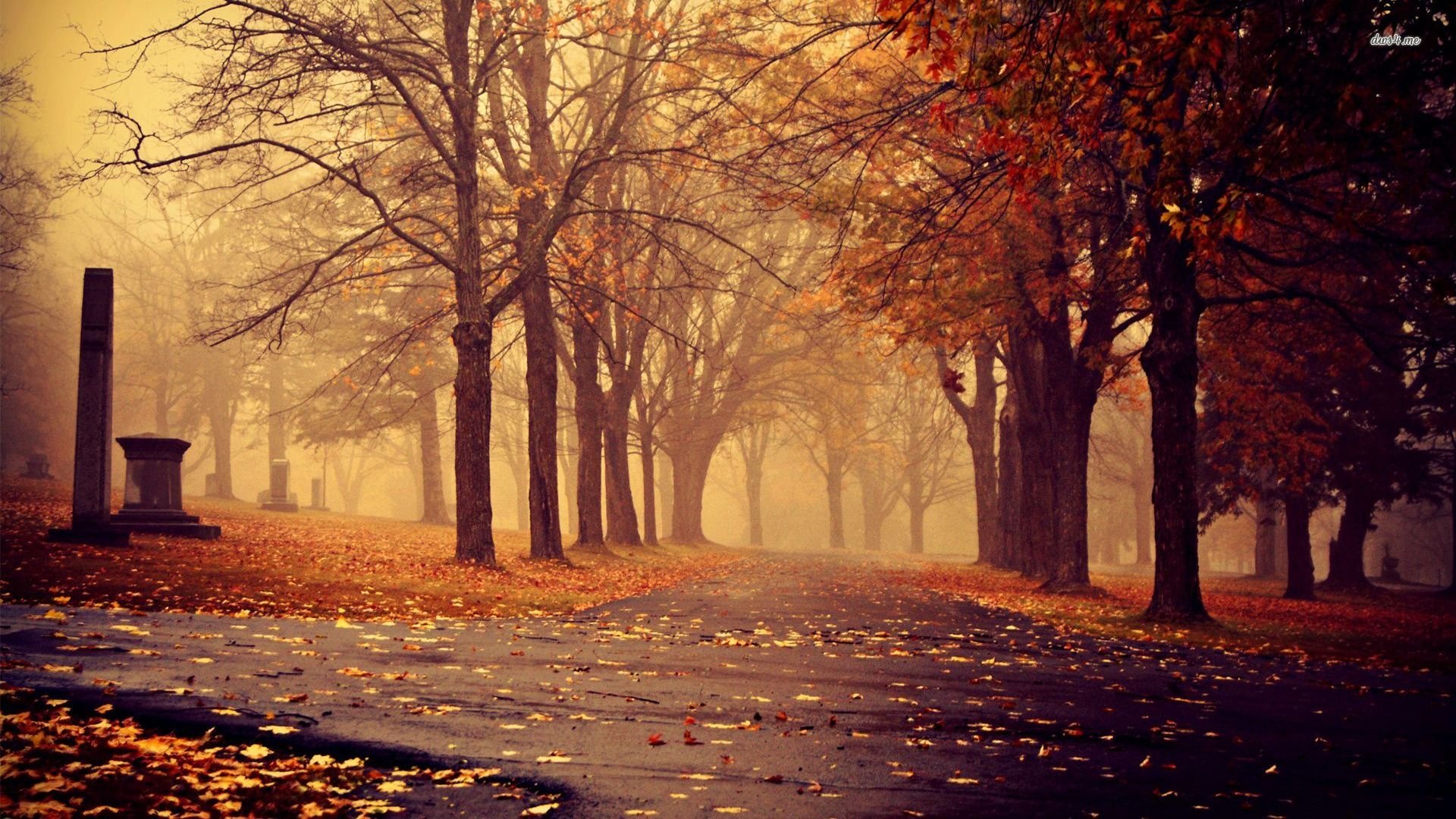 风景,秋意正浓,落叶,儿童桌面专用