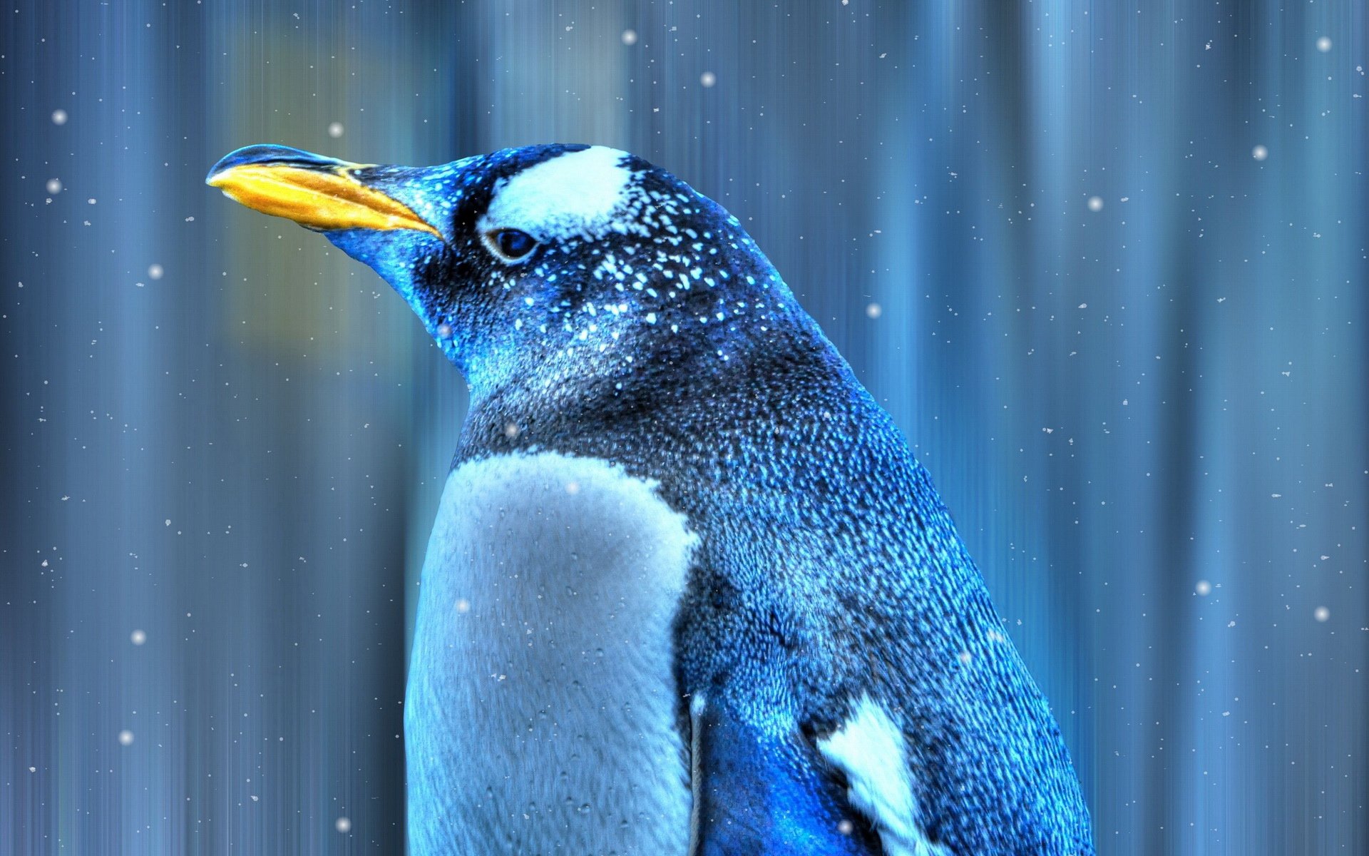 萌宠,企鹅,儿童桌面专用