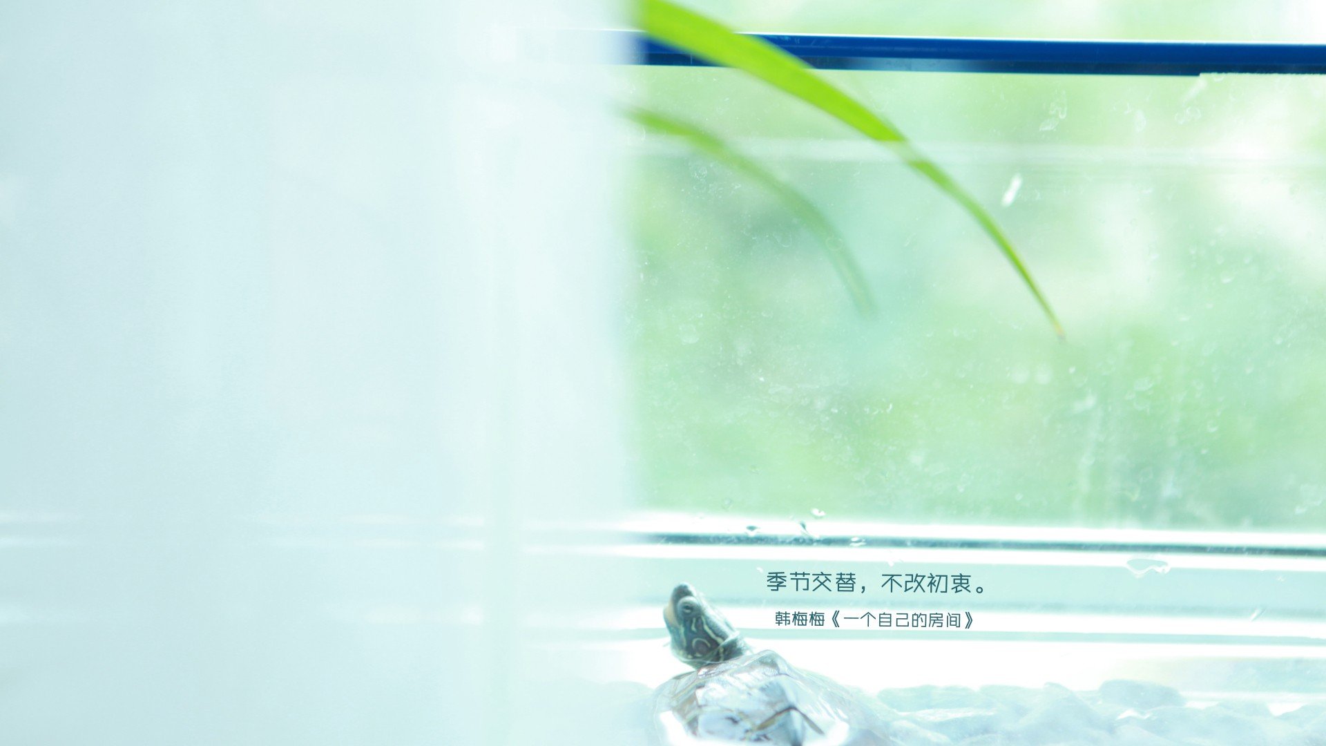 小清新,清新淡雅,儿童桌面专用