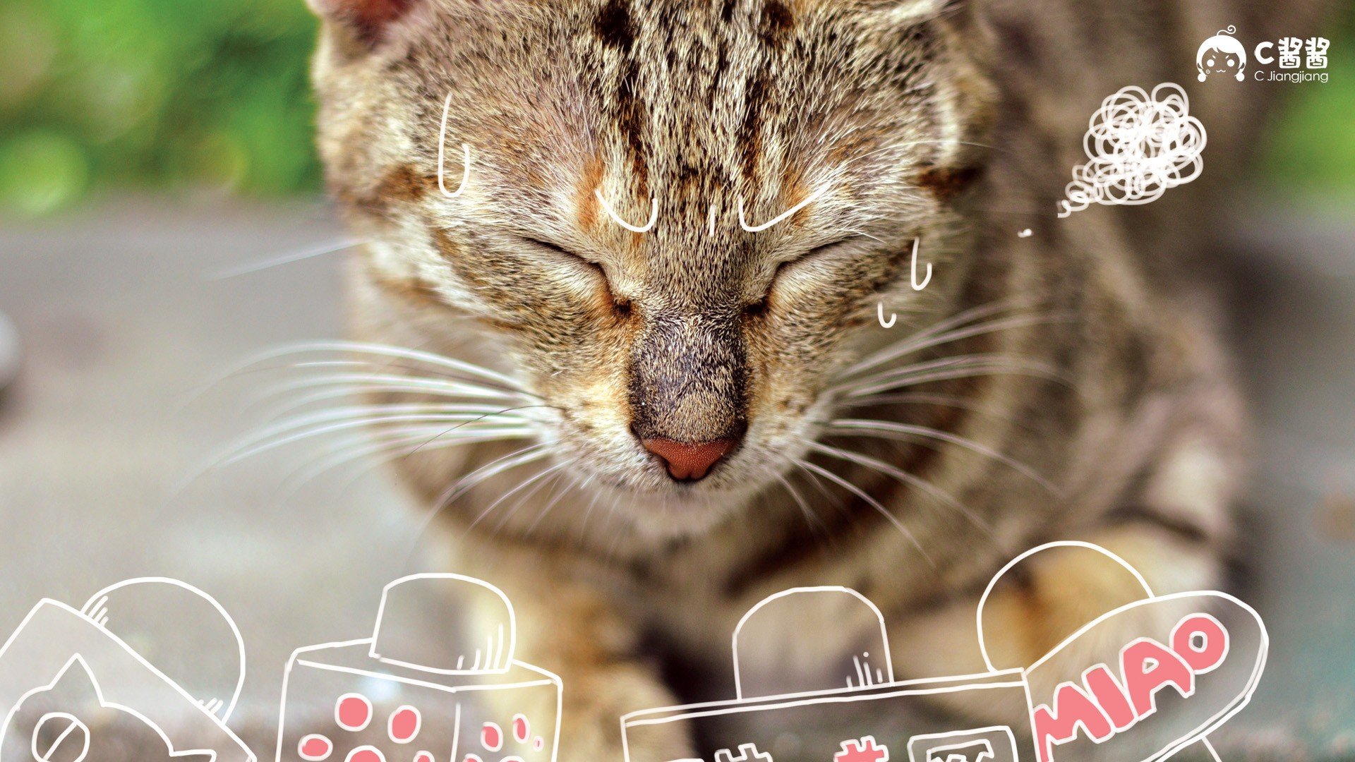 萌宠,喵星人,猫咪,C酱酱,儿童桌面专用