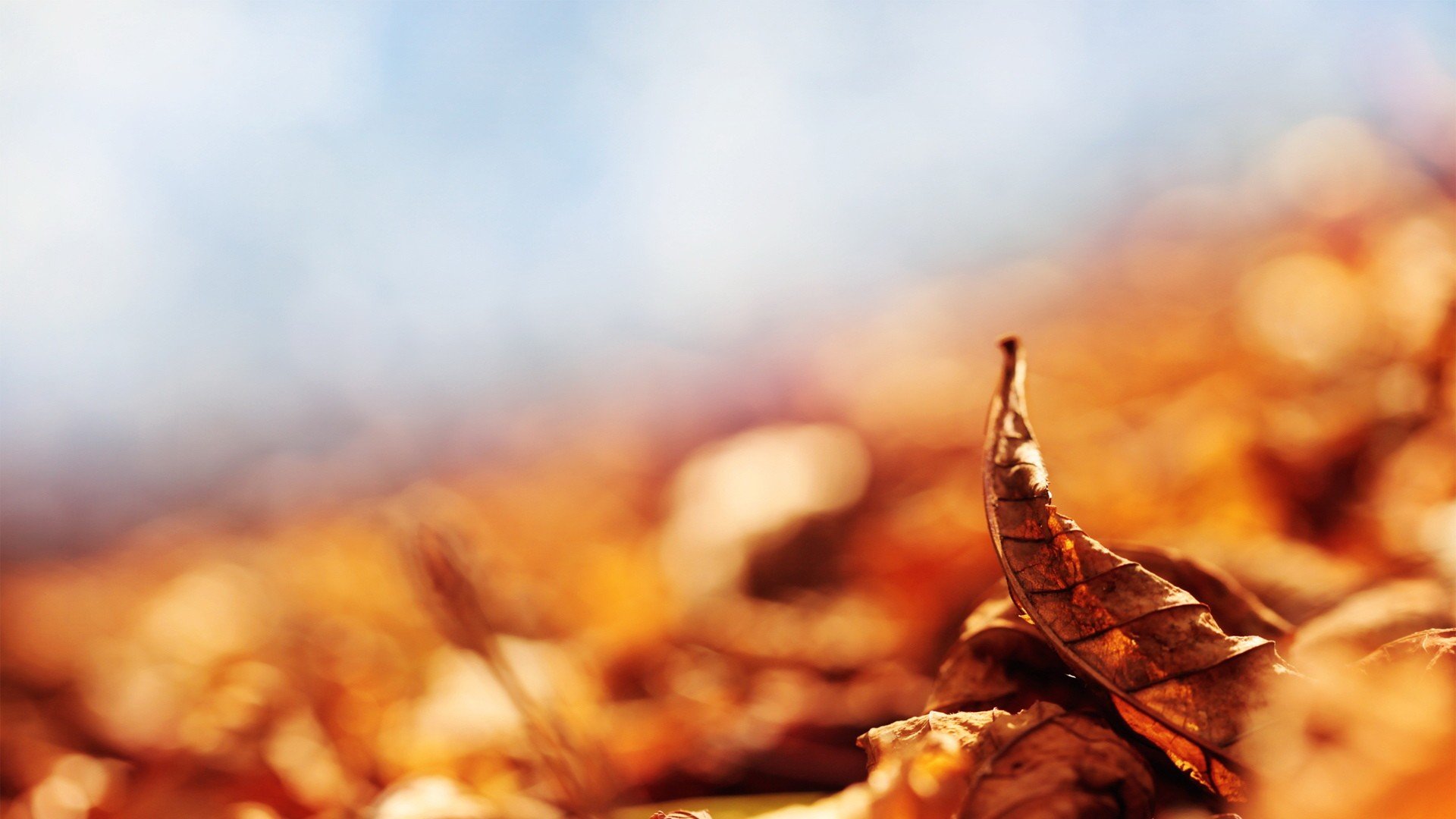 小清新,清新淡雅,落叶,儿童桌面专用