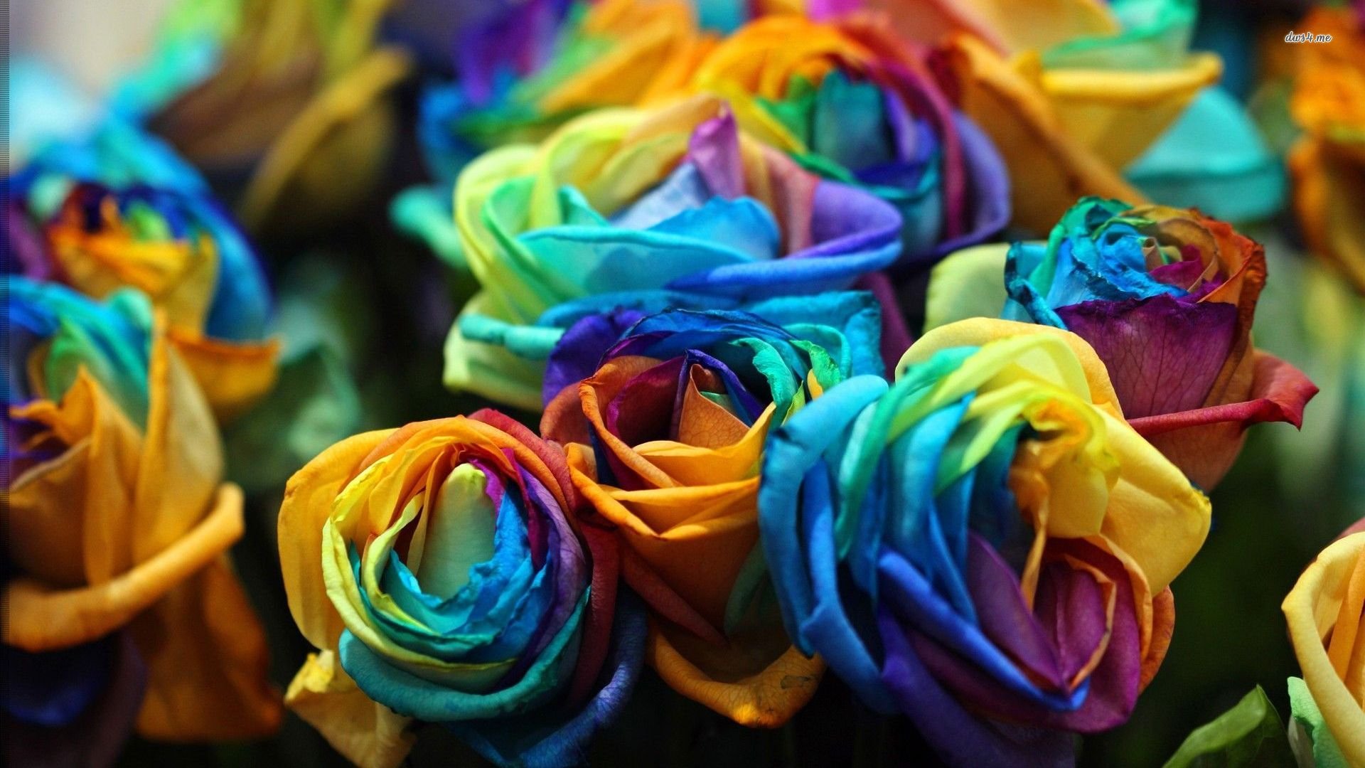 小清新,玫瑰,炫彩,儿童桌面专用