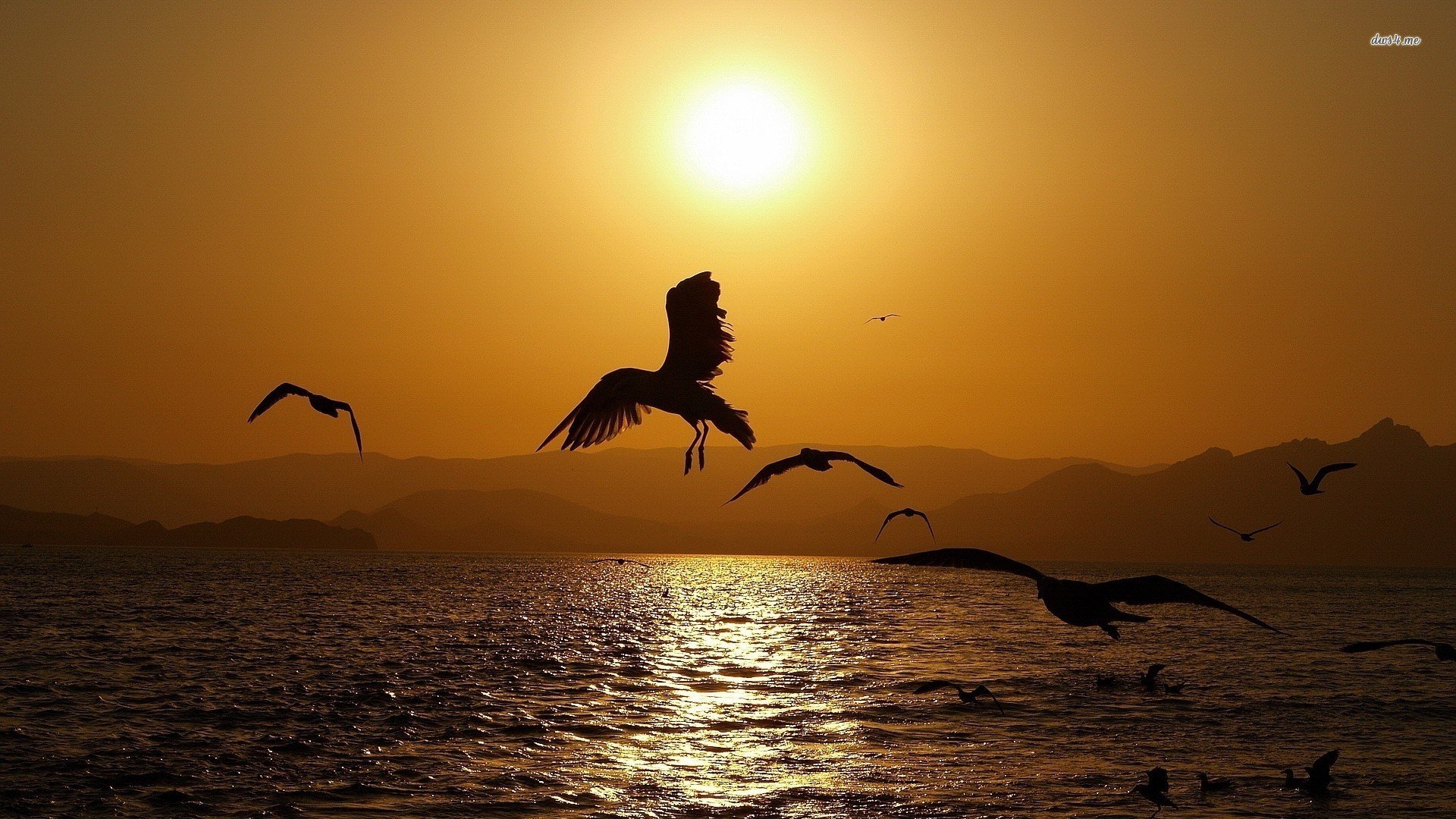 萌宠,鸟,儿童桌面专用