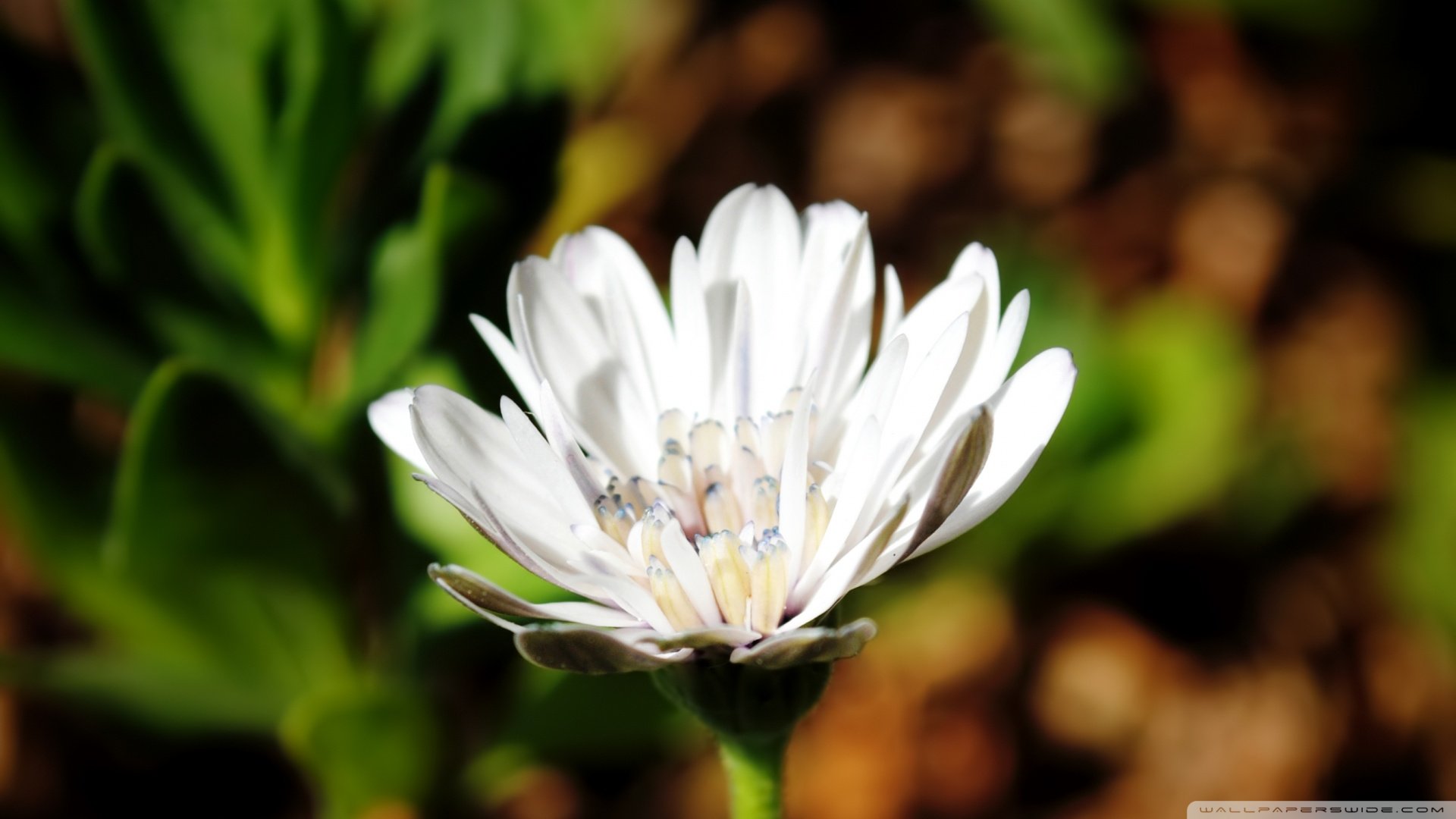 小清新,清新淡雅,花,儿童桌面专用