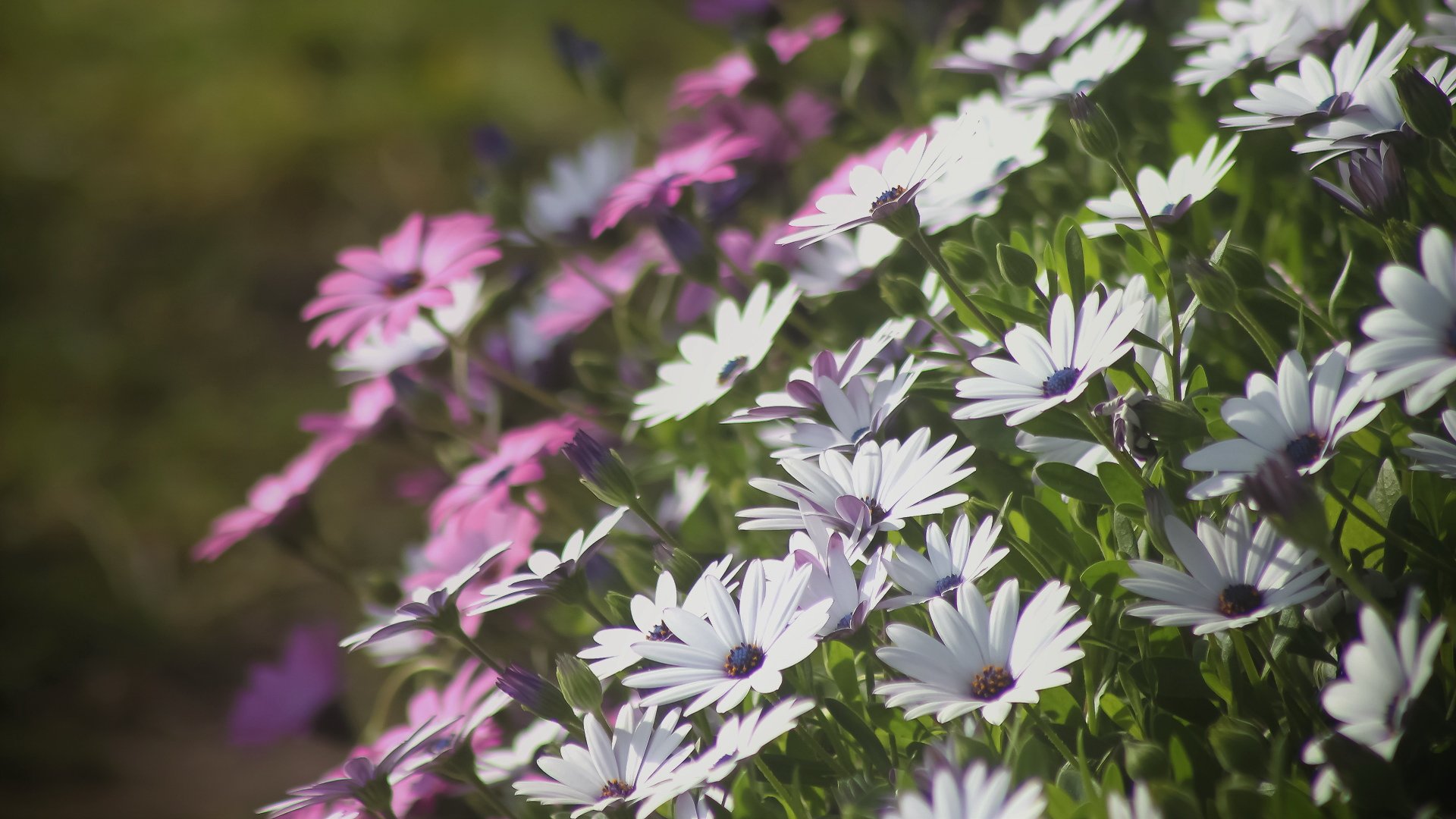 小清新,清新淡雅,儿童桌面专用