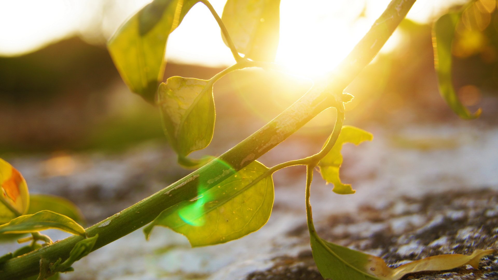 小清新,静物写真,花,儿童桌面专用