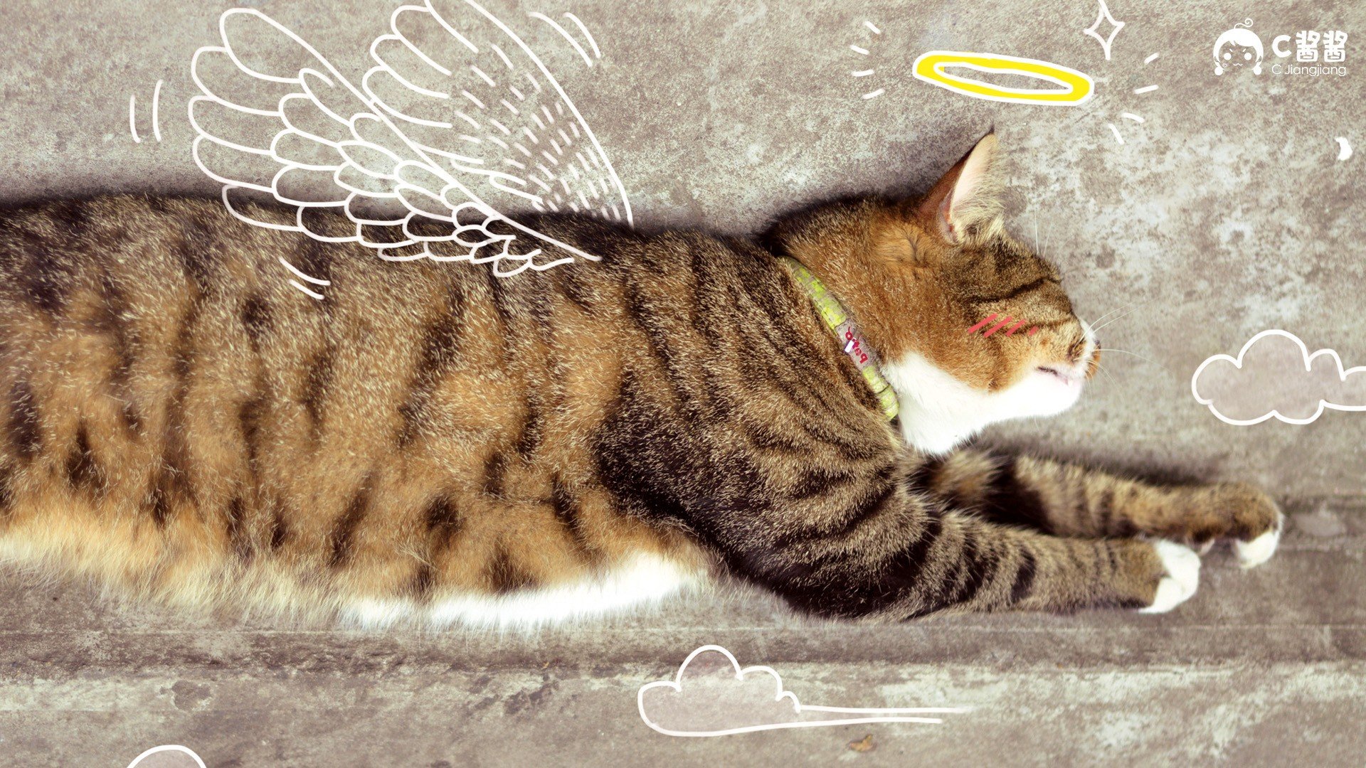 萌宠,喵星人,猫咪,C酱酱,儿童桌面专用