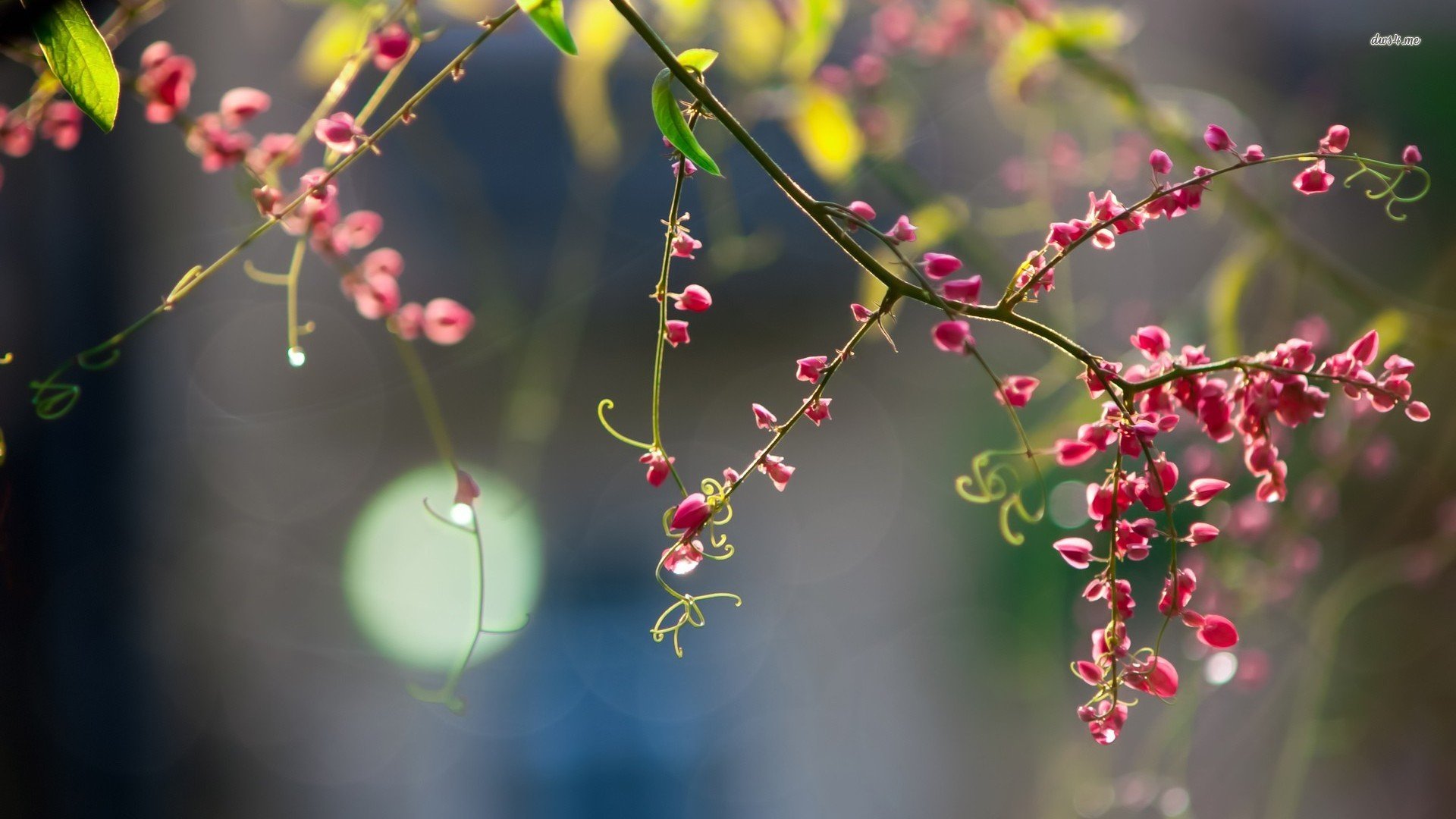小清新,清新淡雅,儿童桌面专用