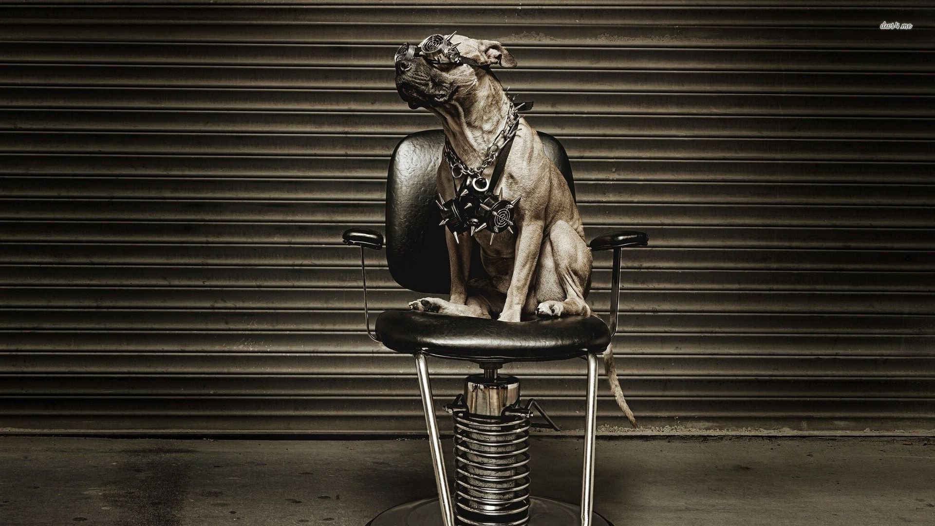 萌宠,汪星人,狗狗,儿童桌面专用