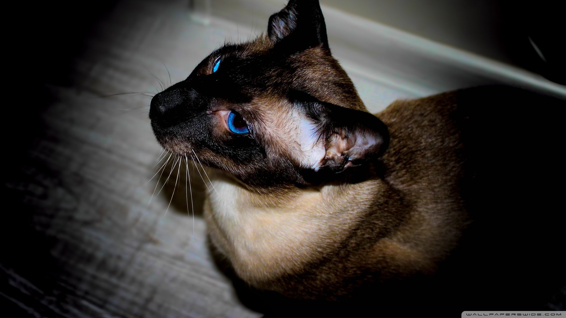 萌宠,喵星人,猫咪,儿童桌面专用