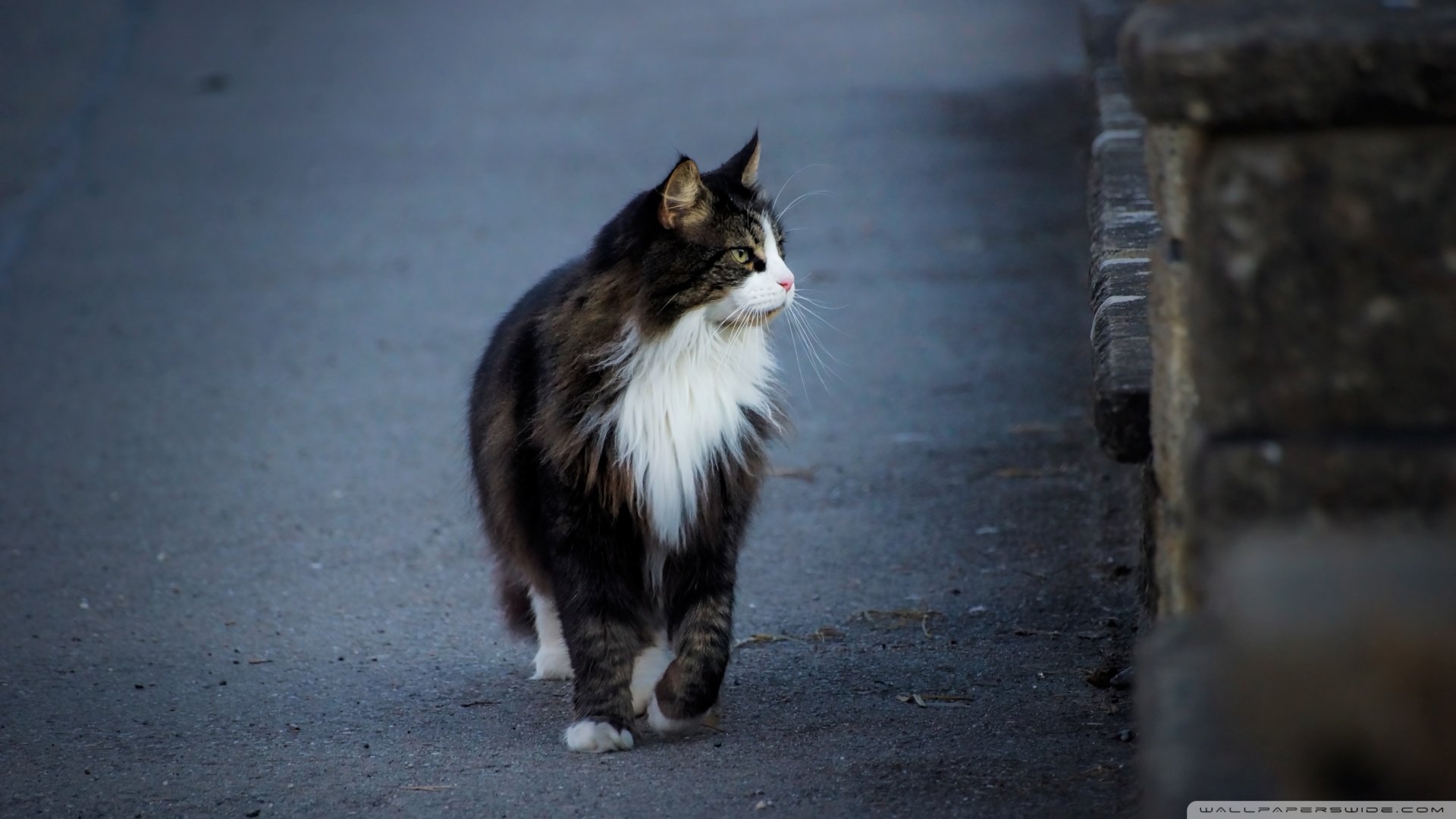 萌宠,喵星人,猫咪,儿童桌面专用