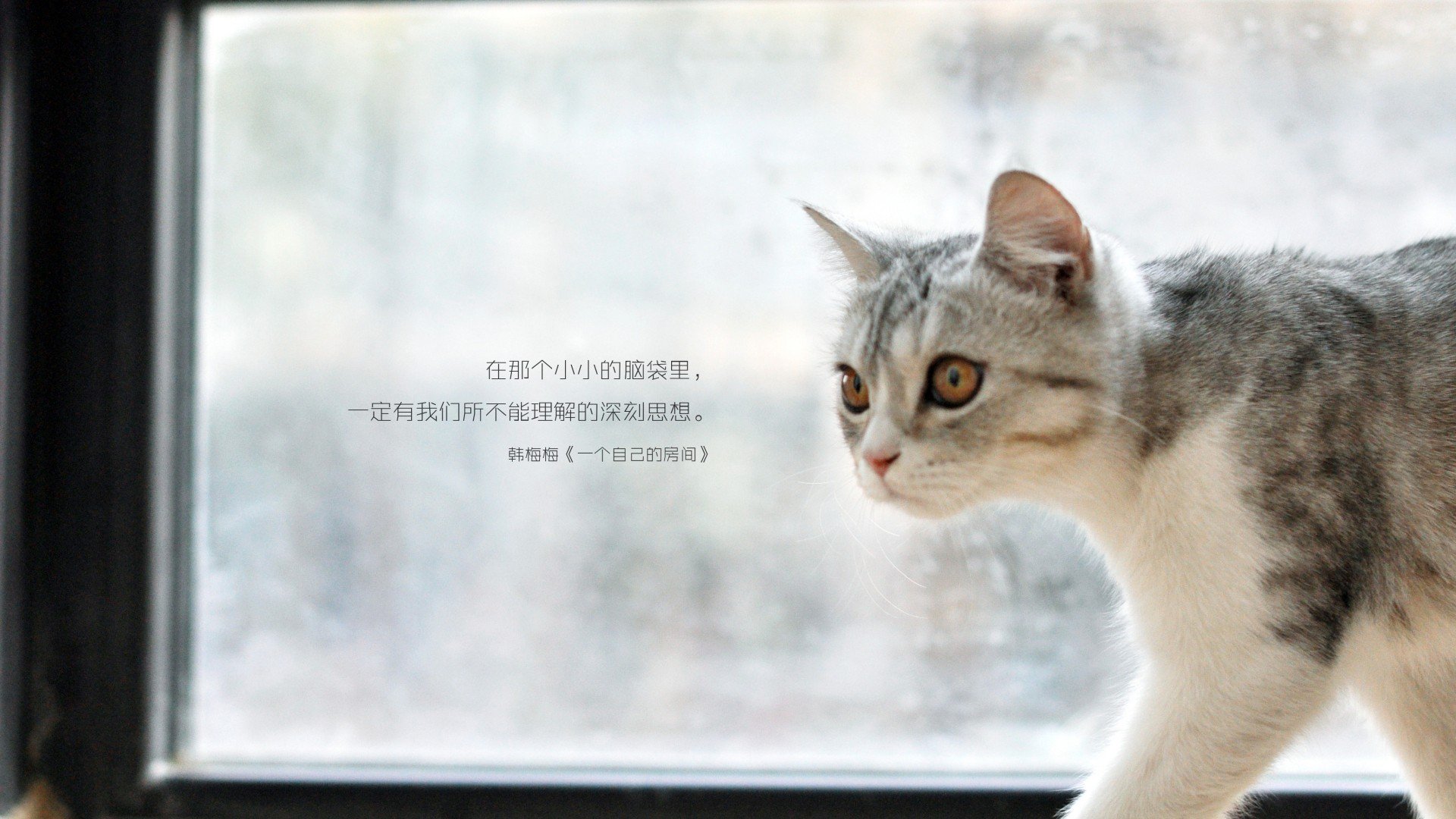 萌宠,喵星人,一个自己的房间,儿童桌面专用